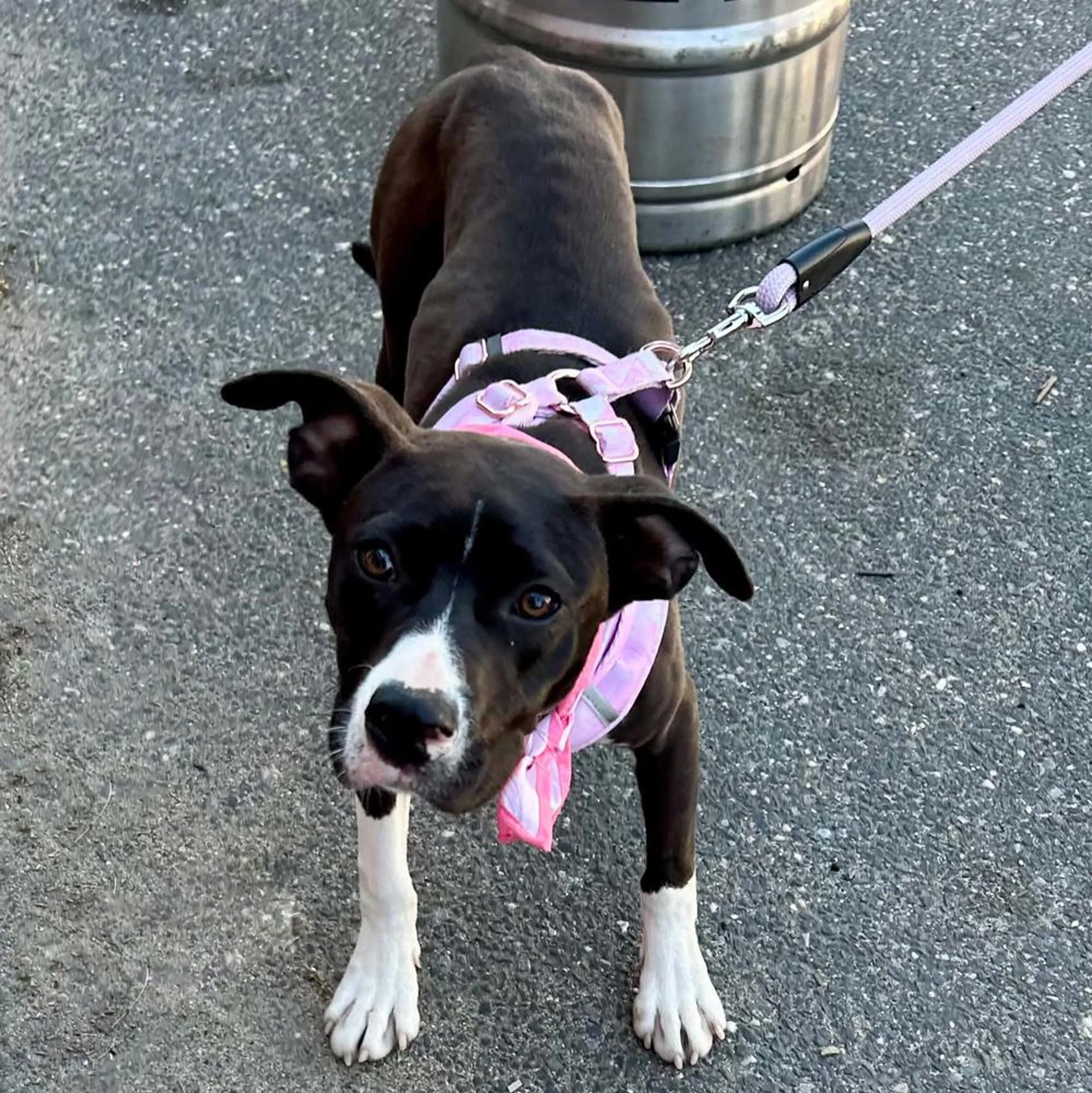 Found pet-4