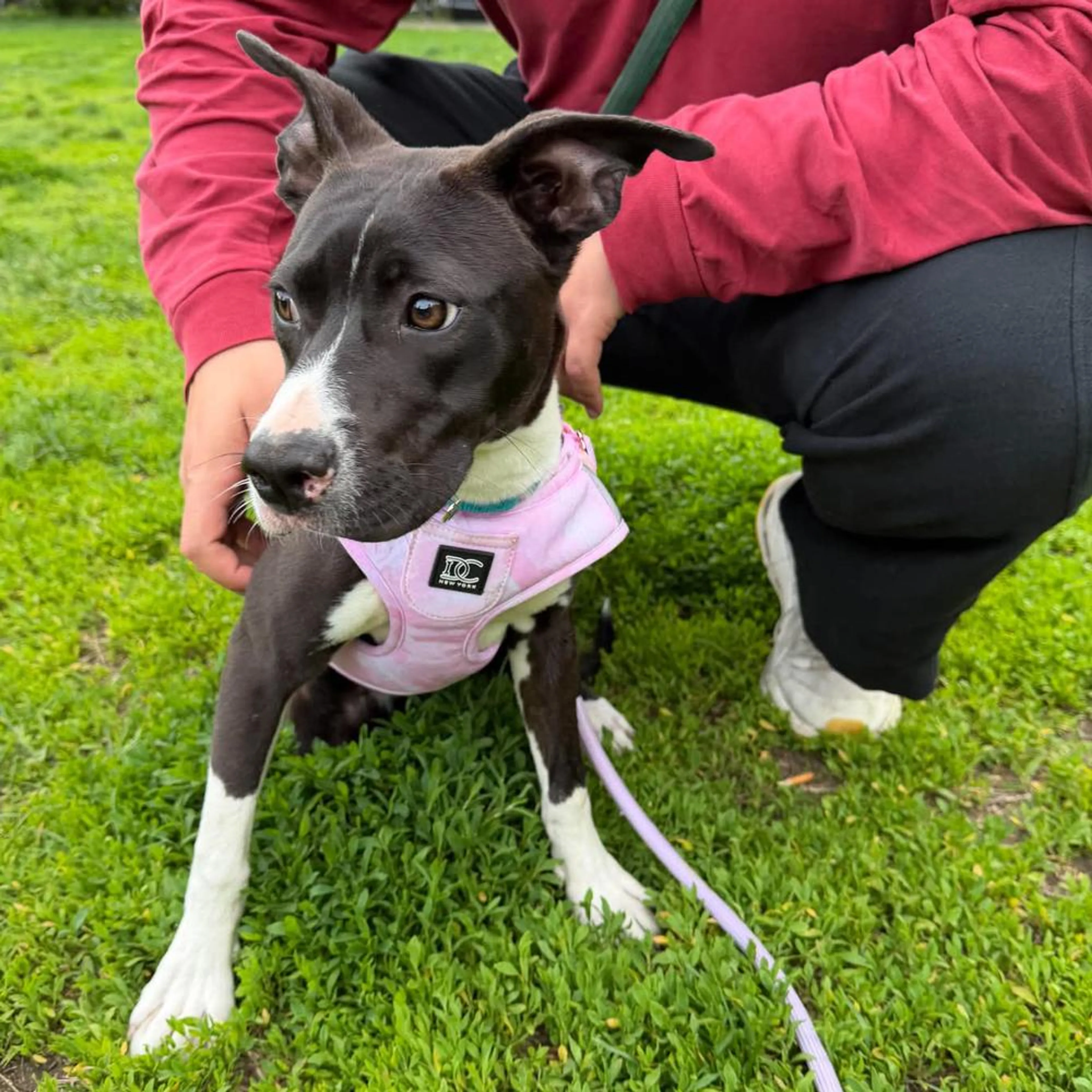 Found pet-1