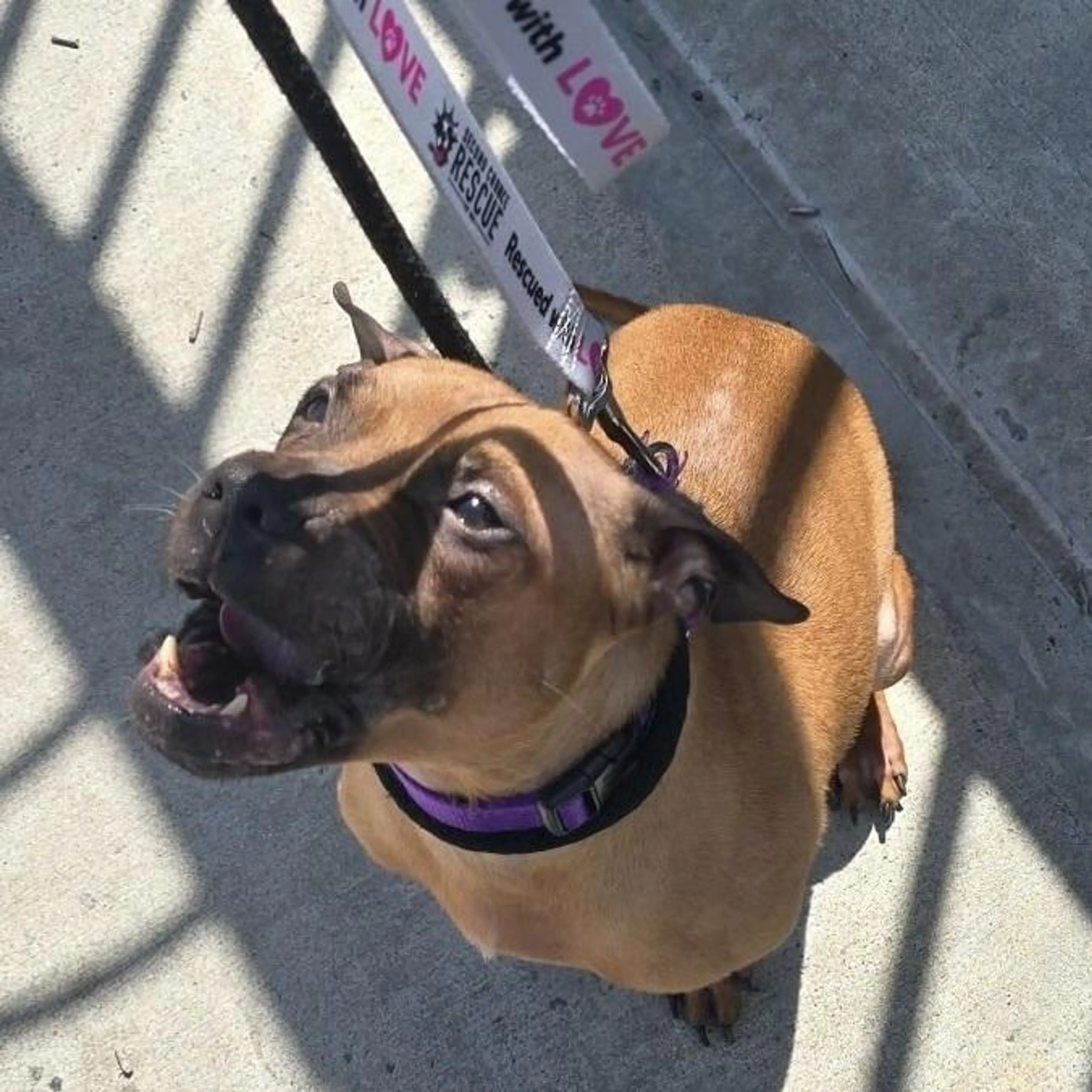 Found pet-3