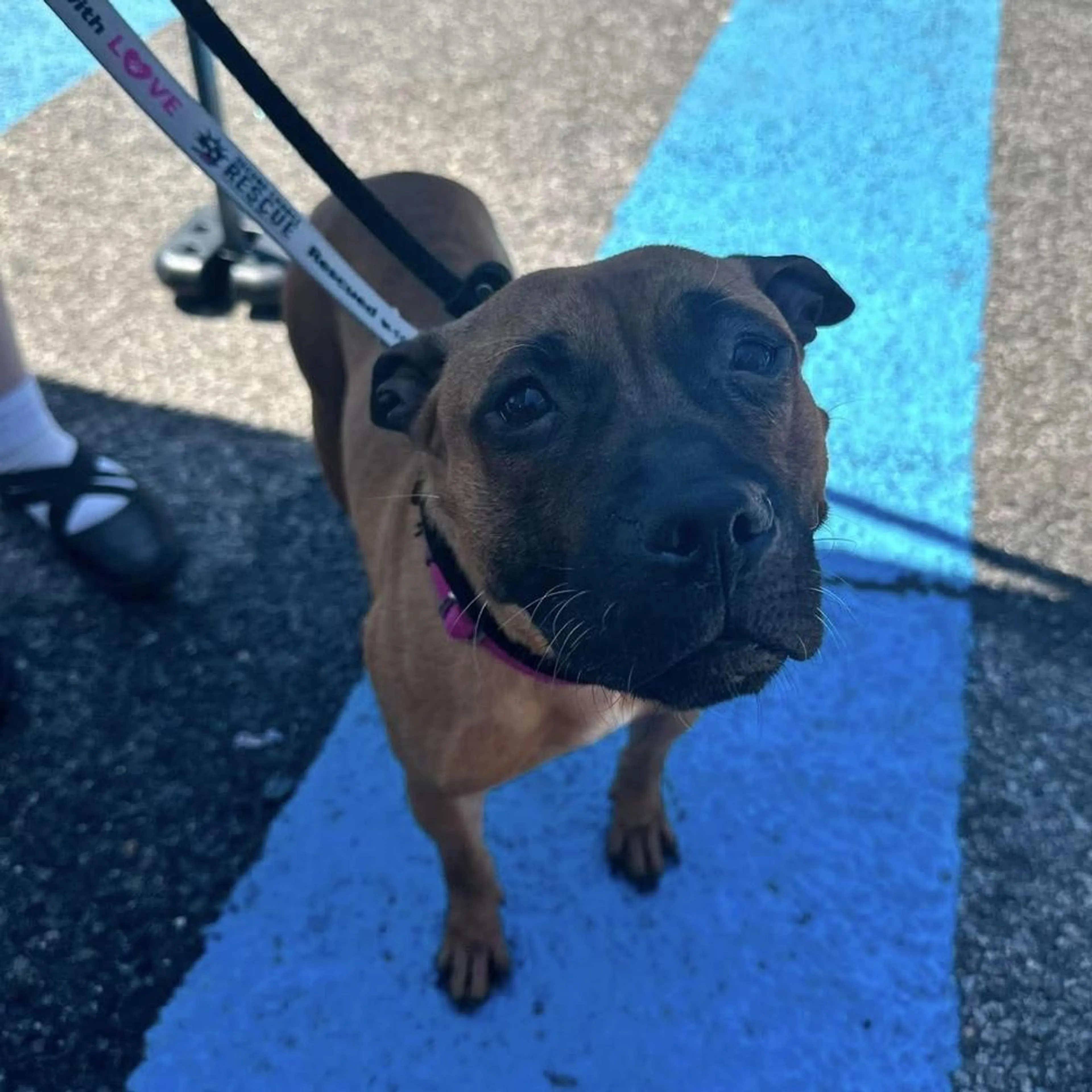 Found pet-1