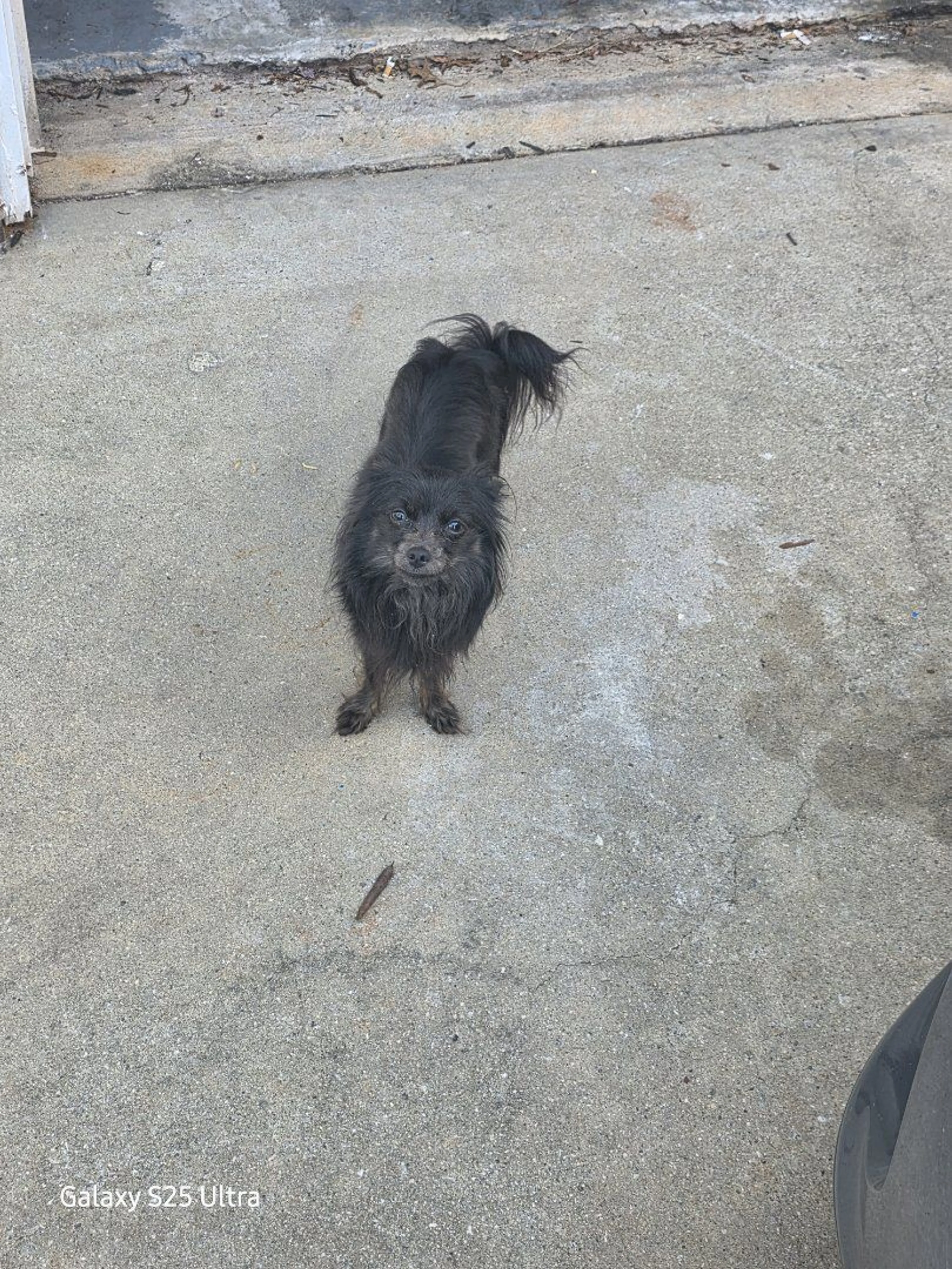 Lost pet-1