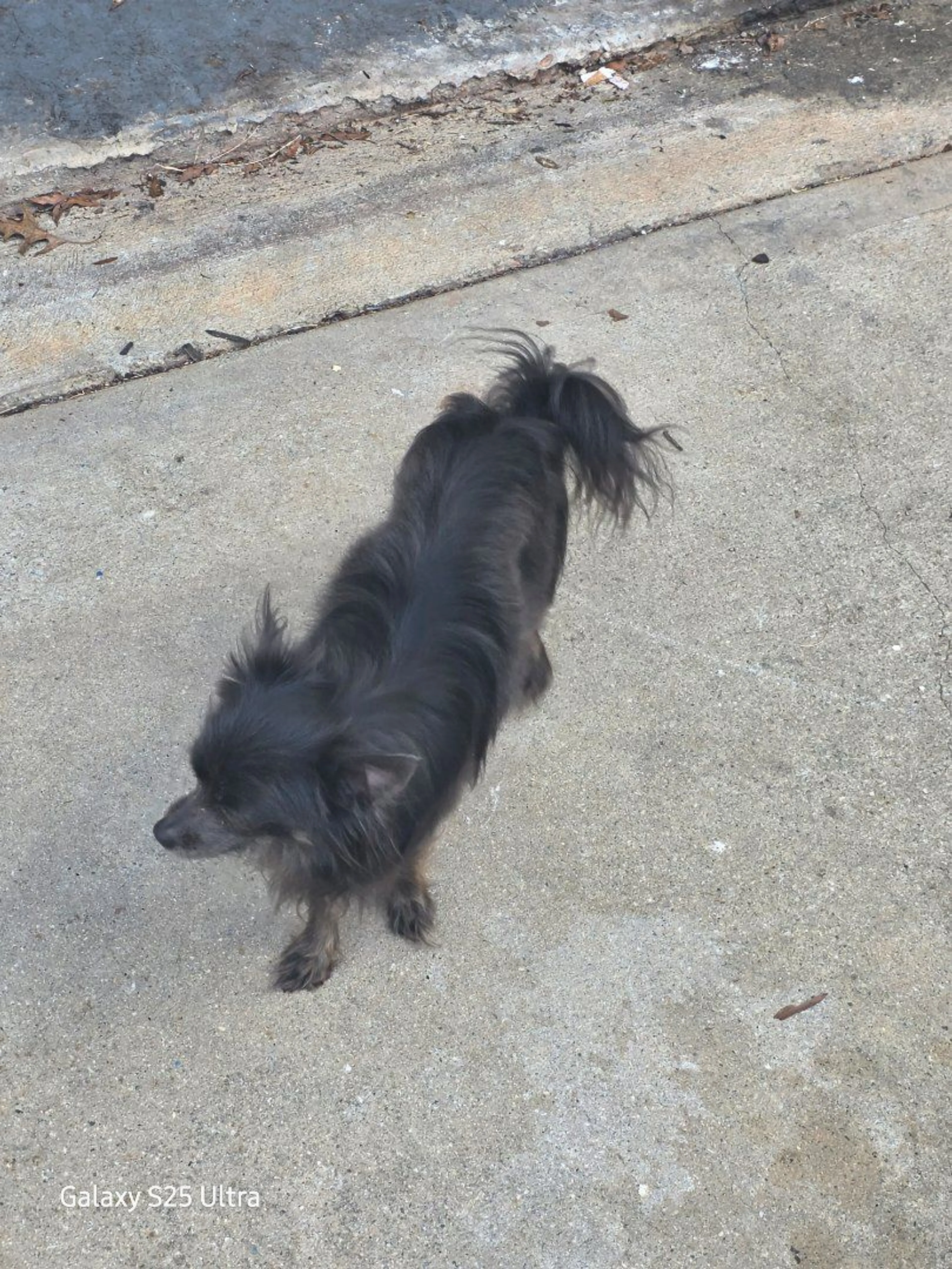 Lost pet-3