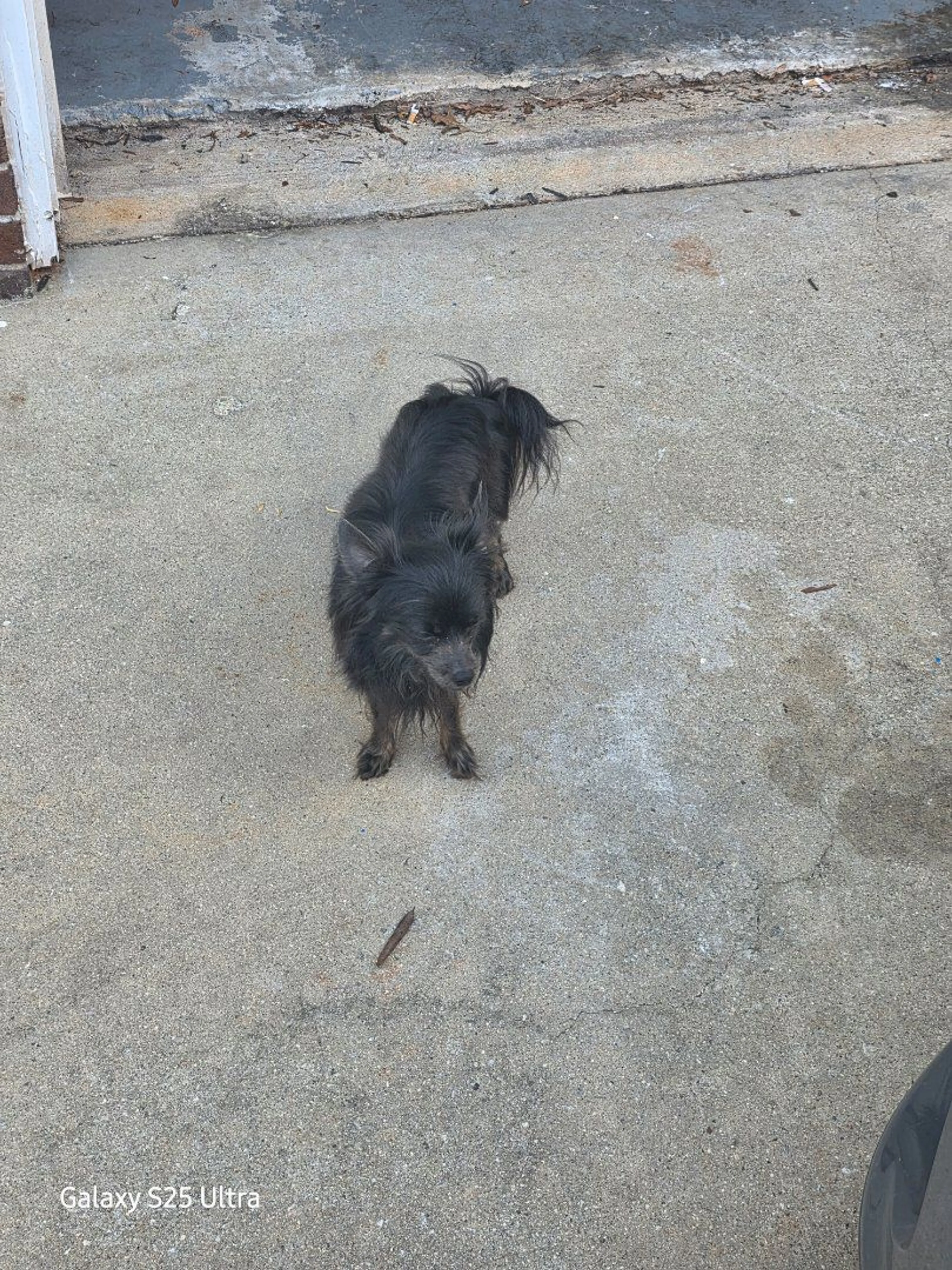 Lost pet-2