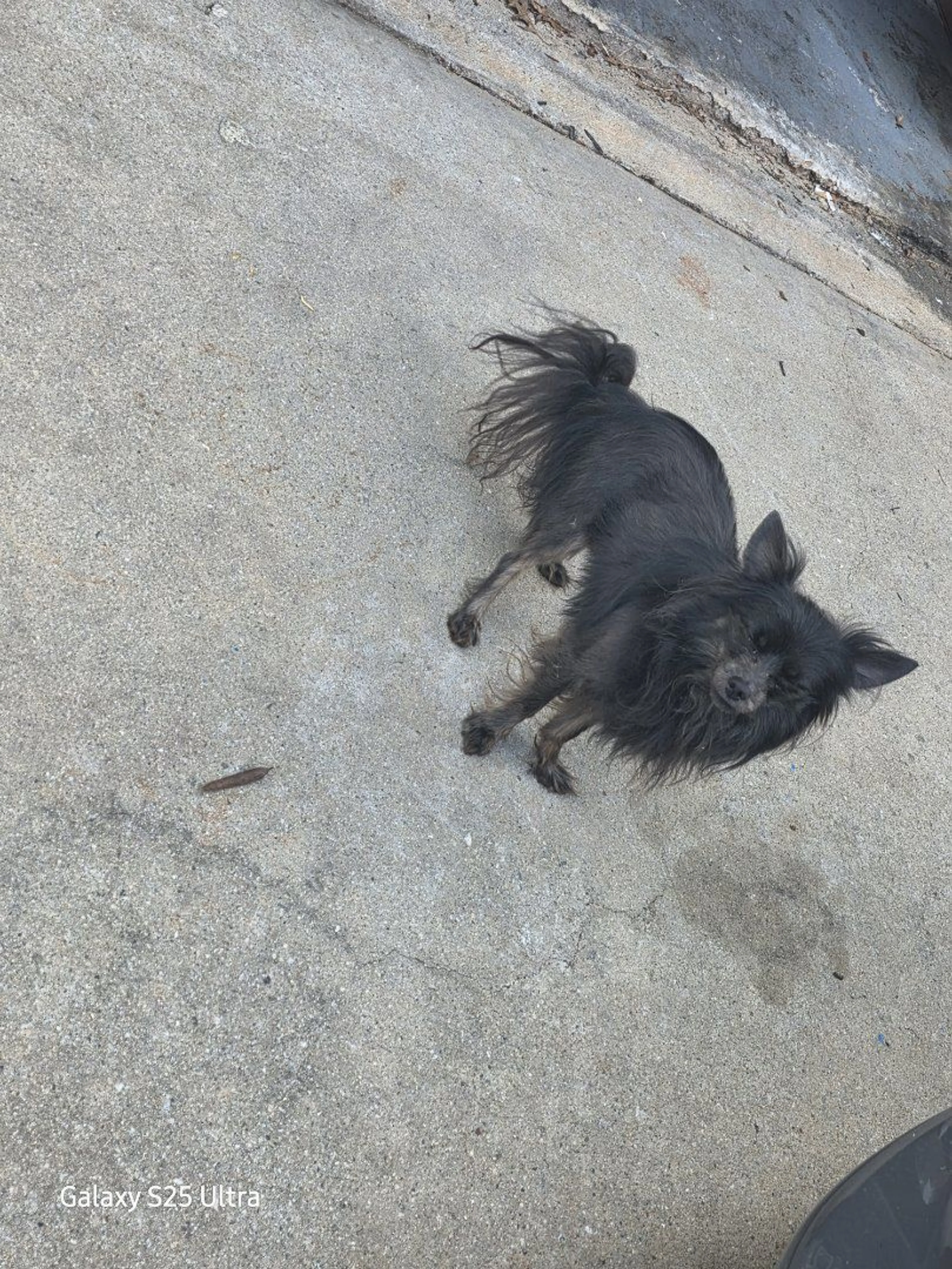 Lost pet-0