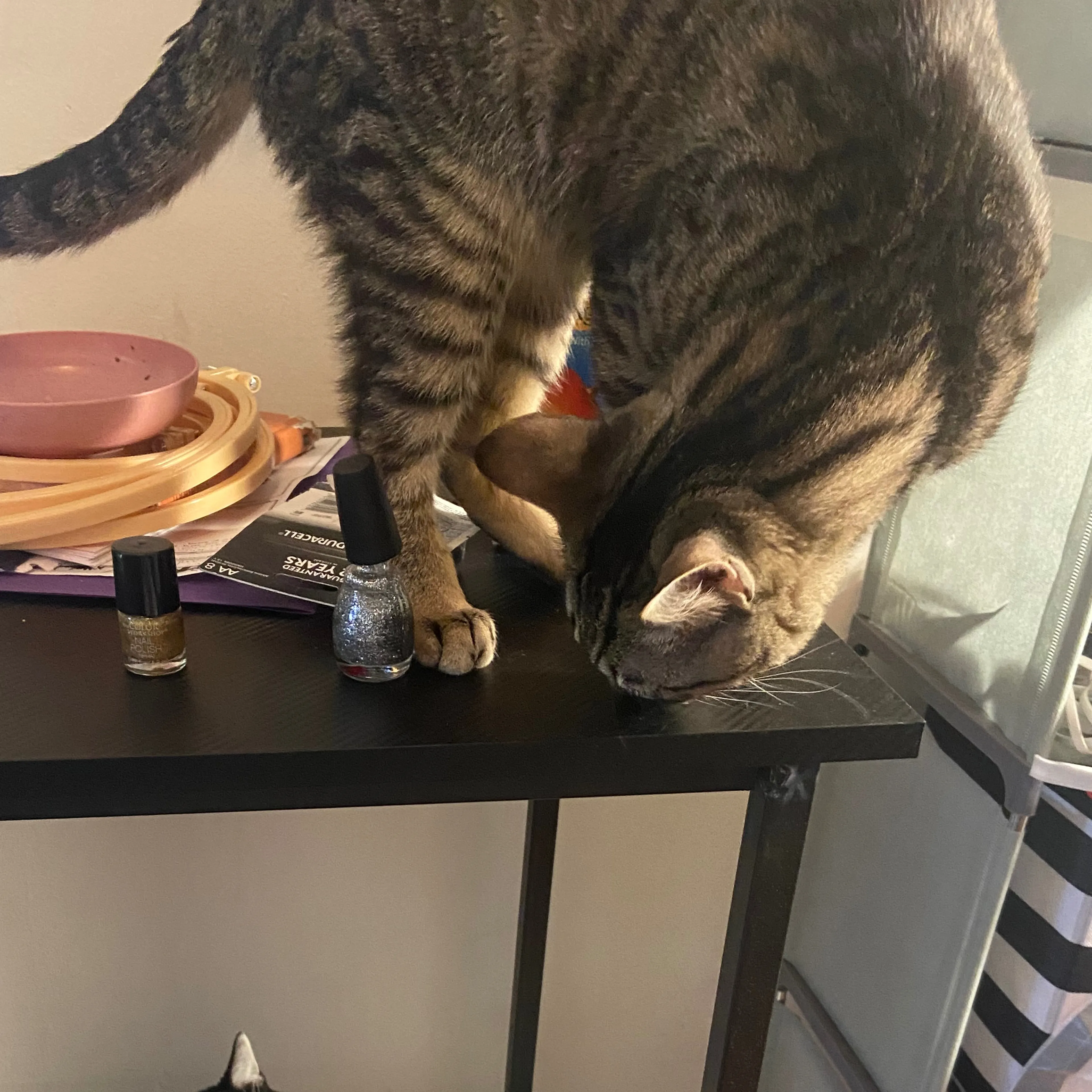 Lost pet-3