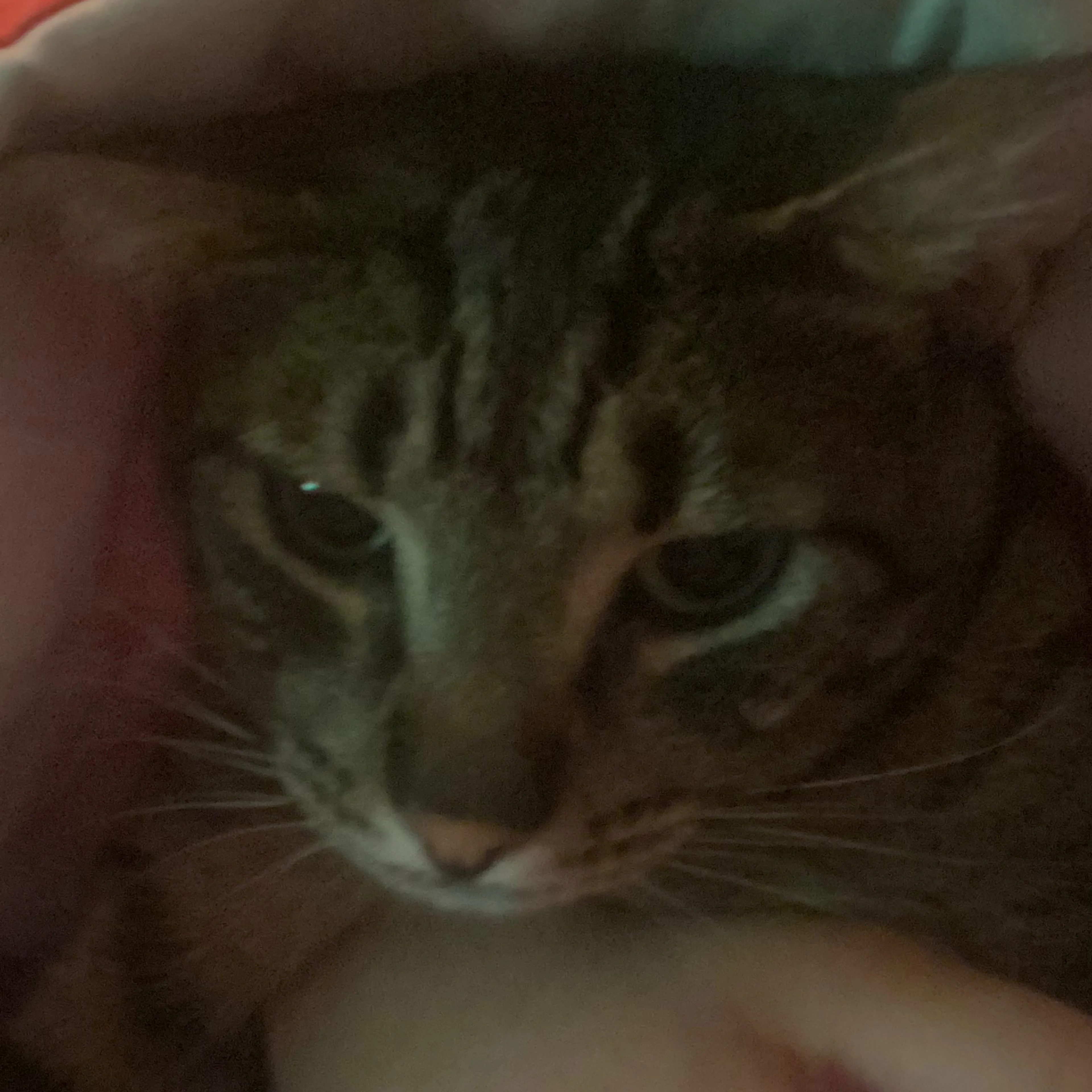 Lost pet-2