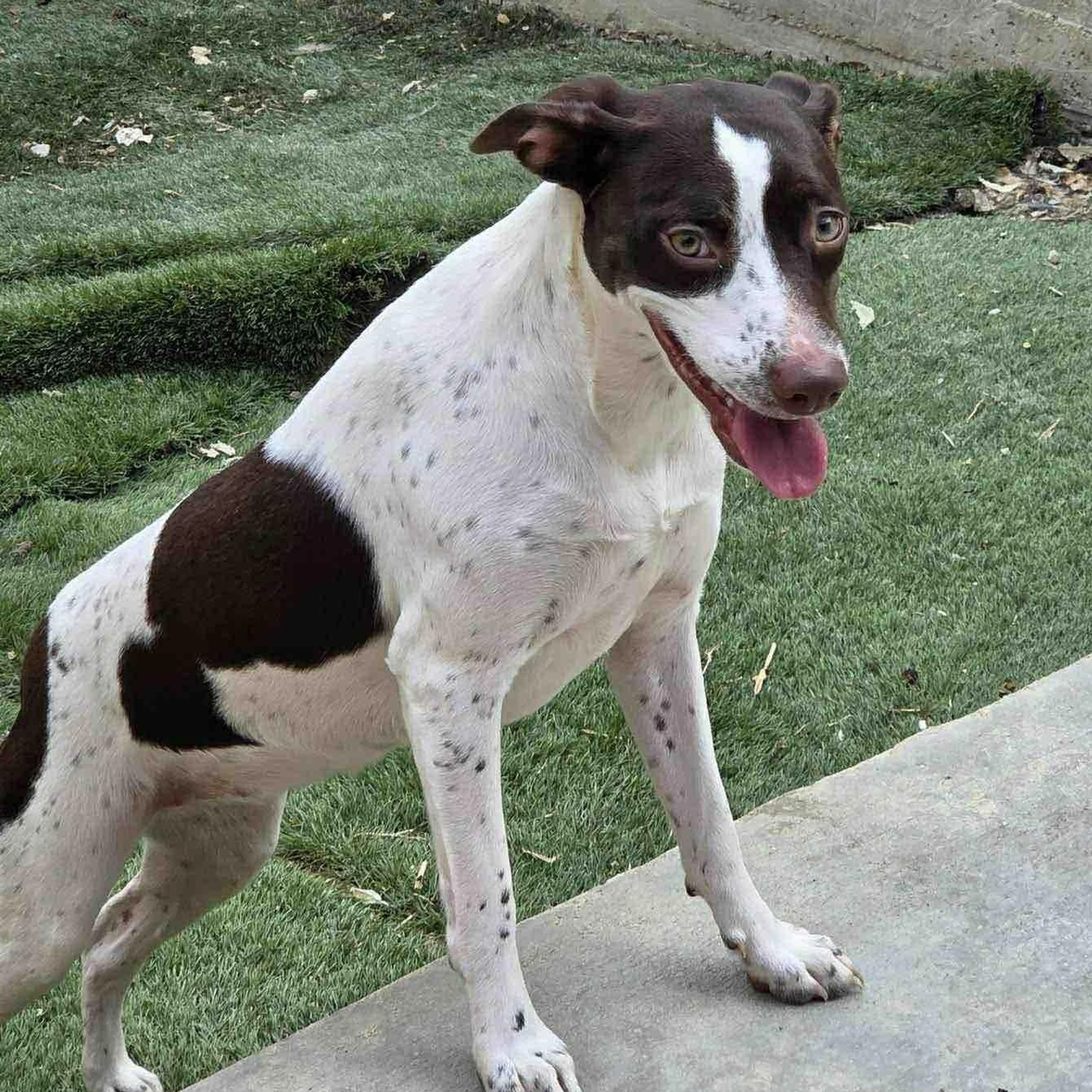 Found pet-4