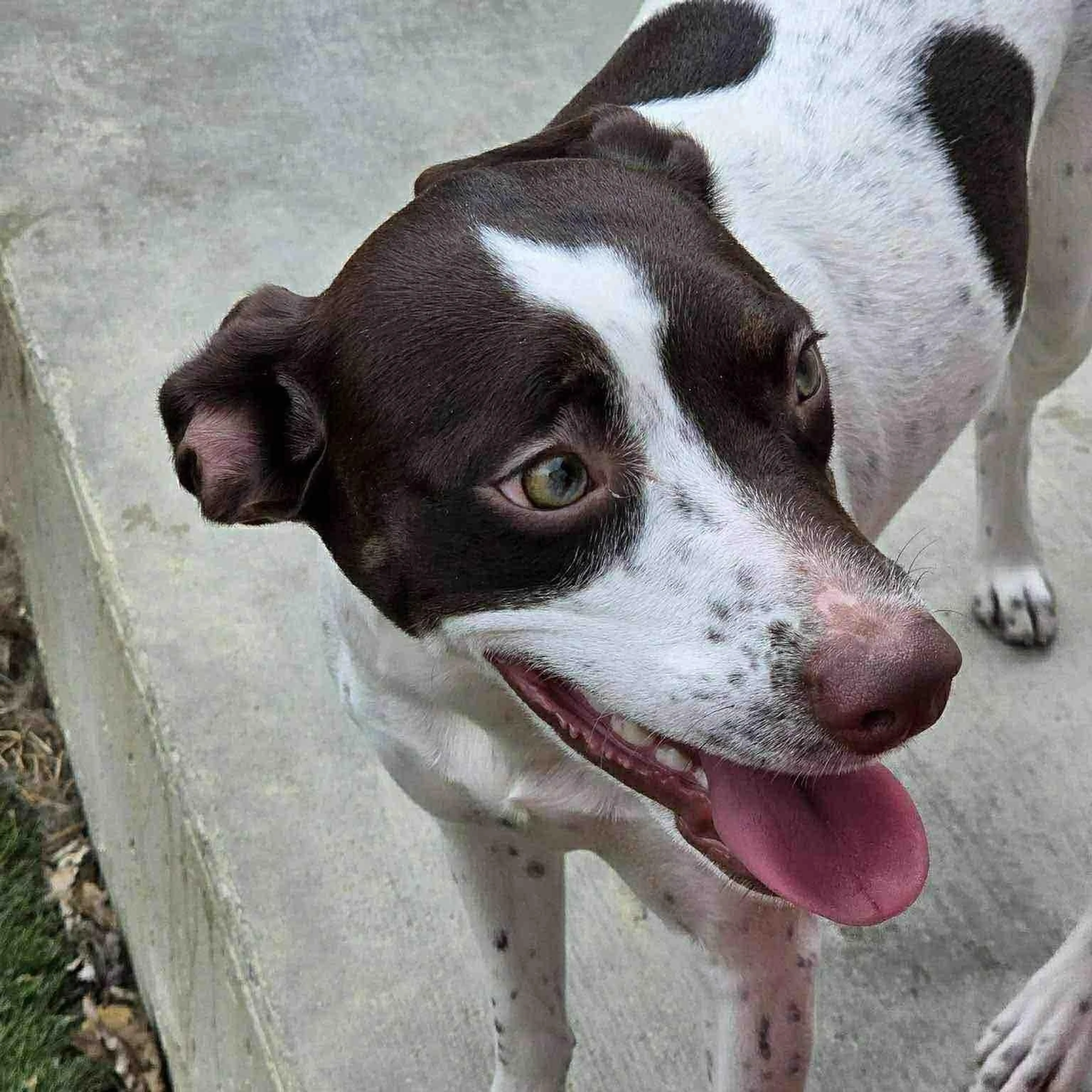 Found pet-2