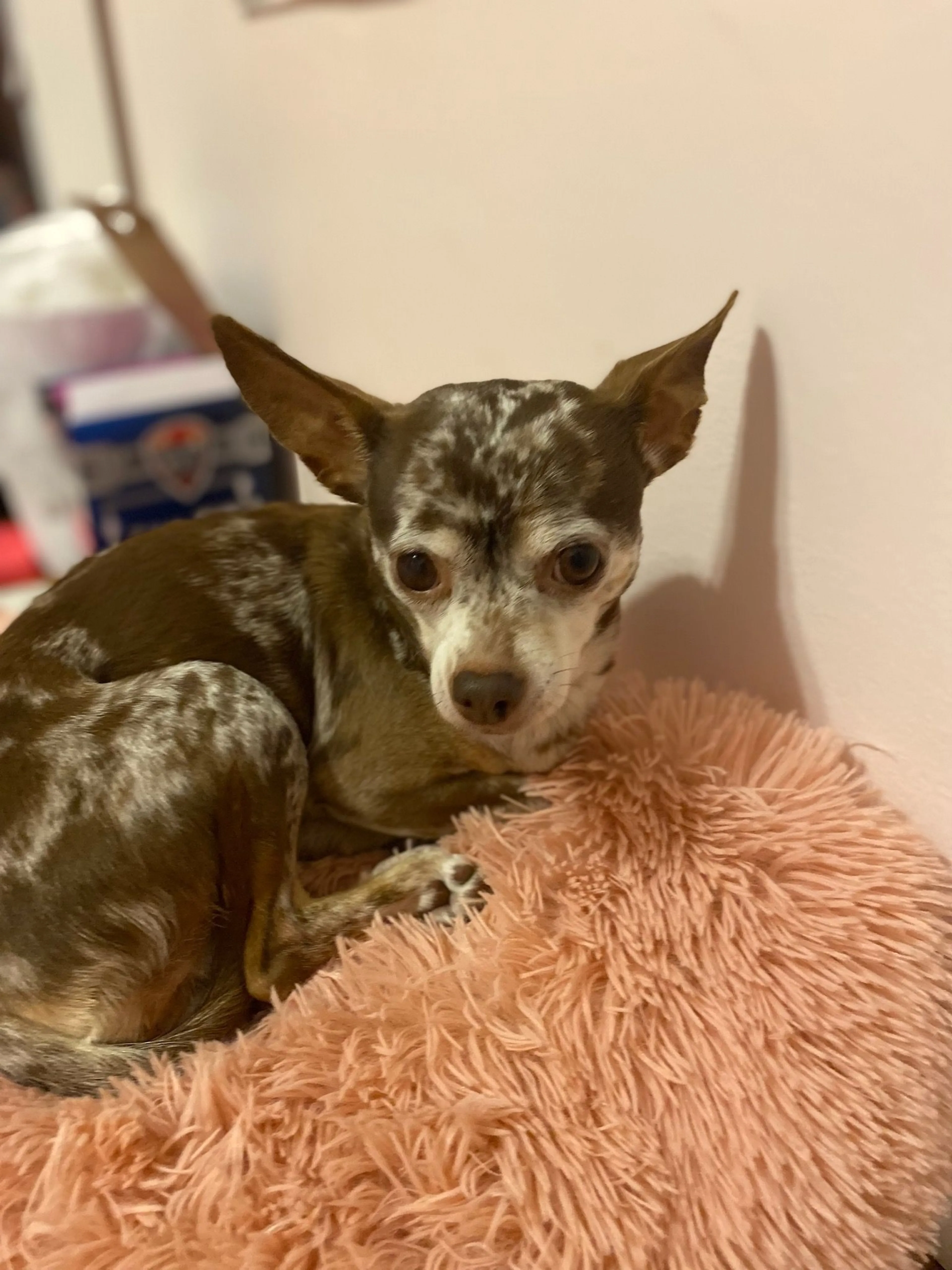 Lost pet