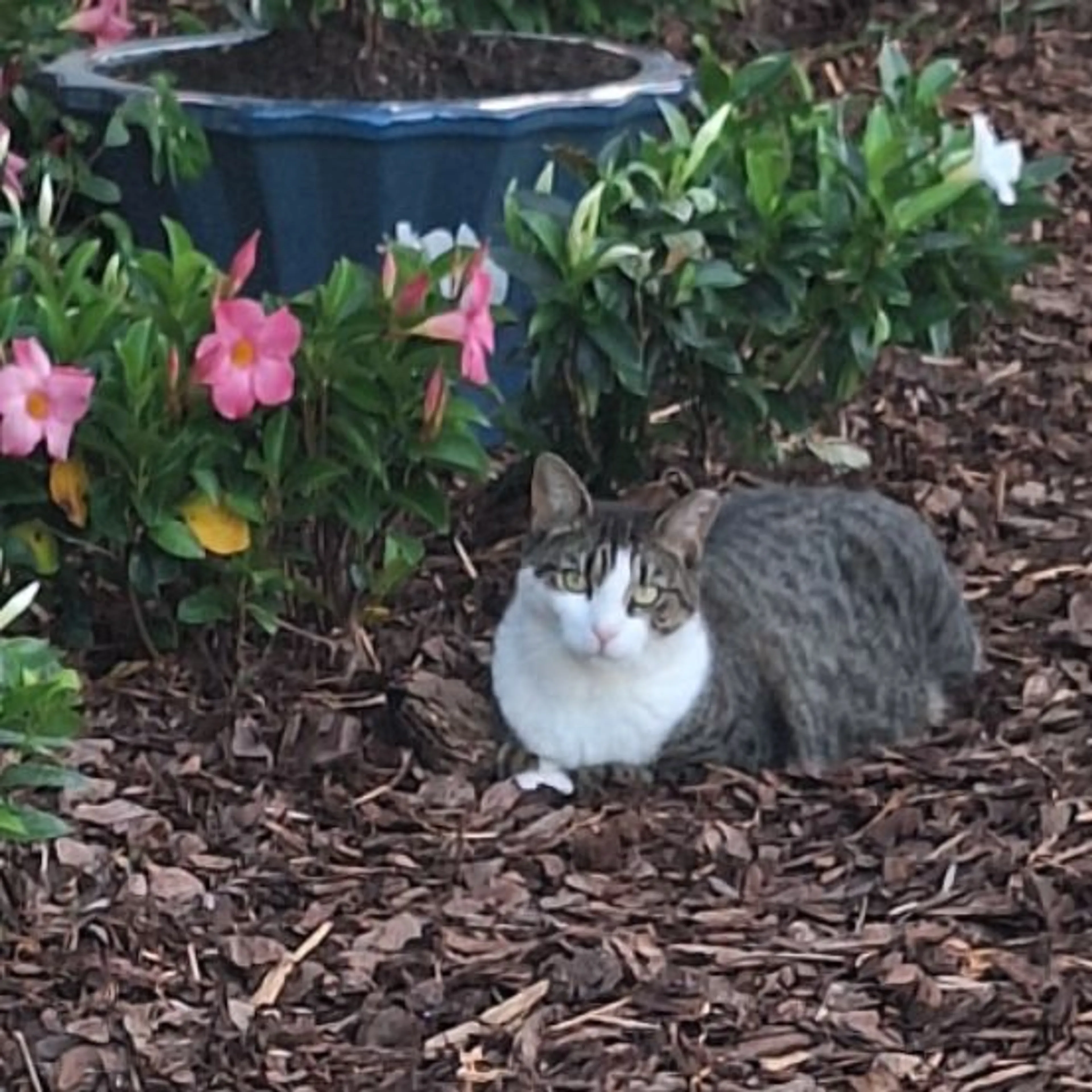 Found pet