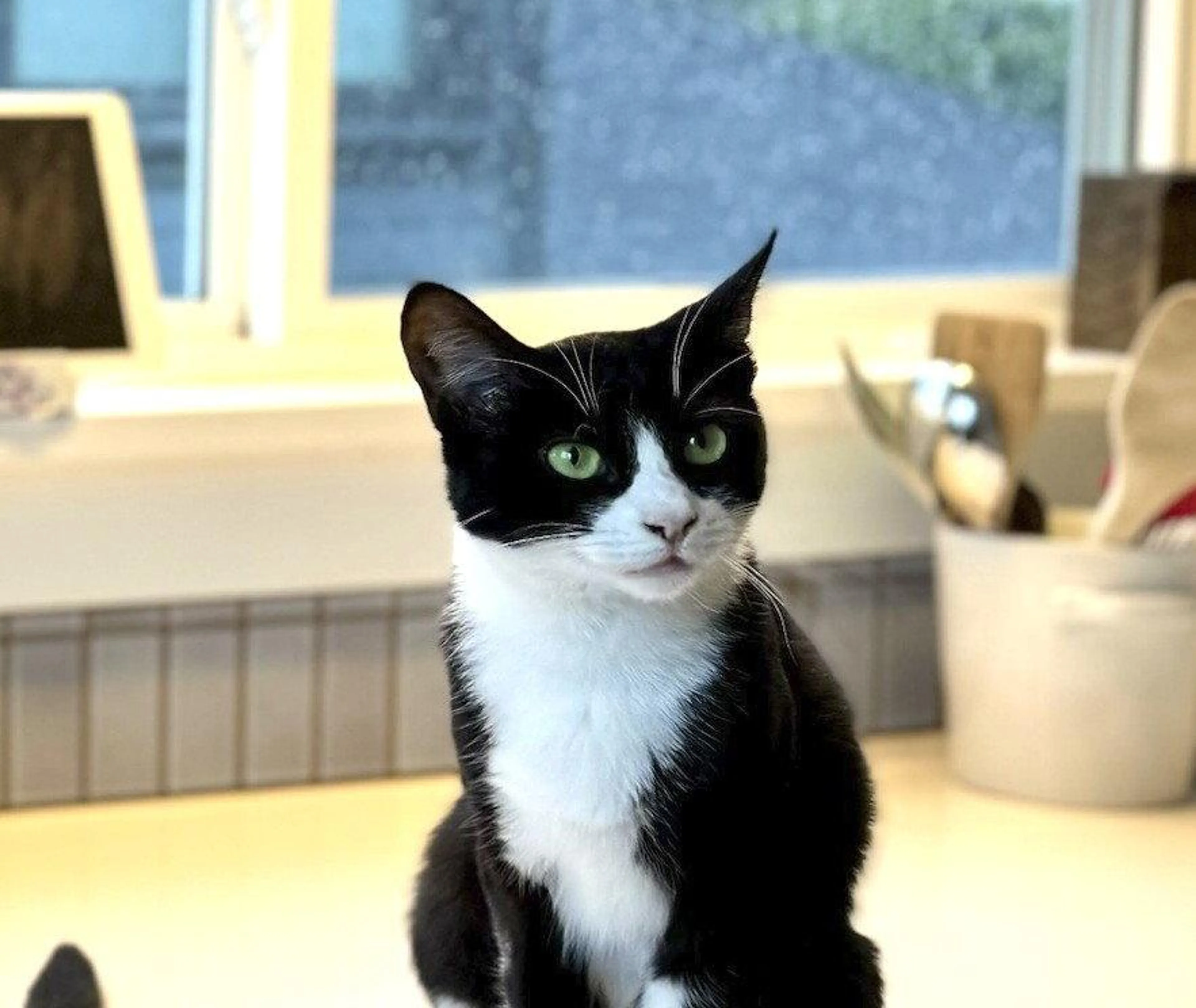 Found pet-1