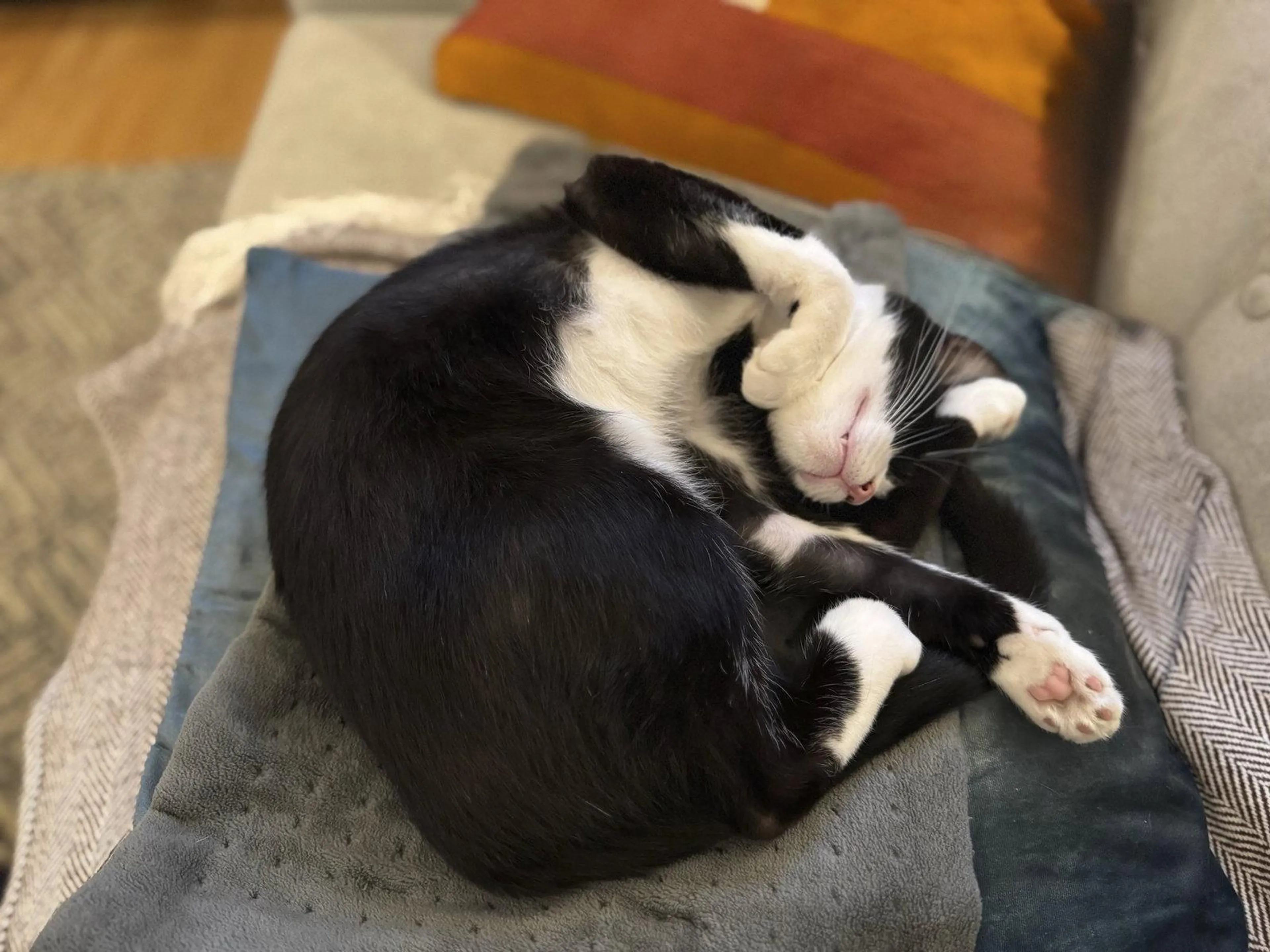 Found pet-0