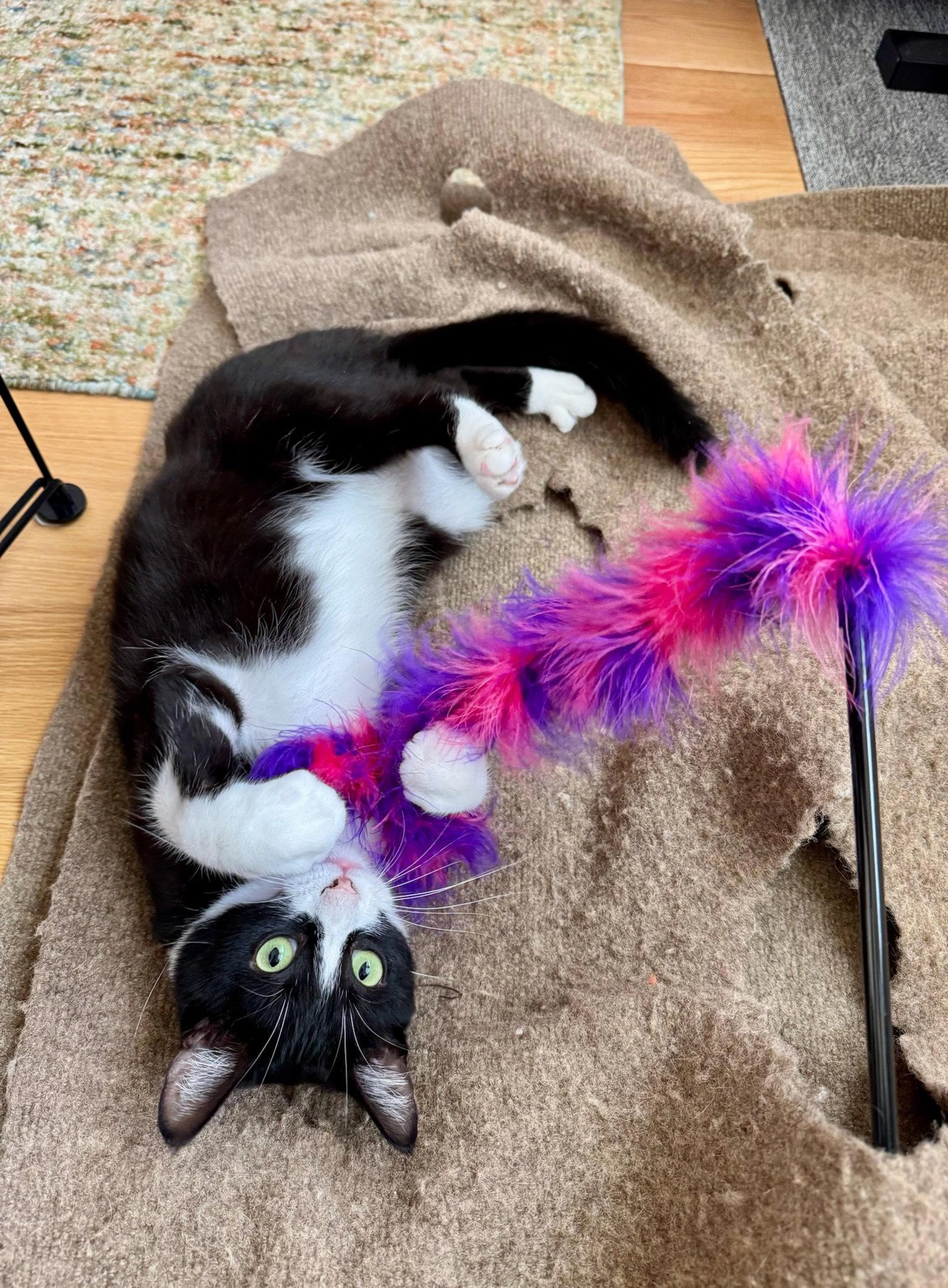 Found pet-2