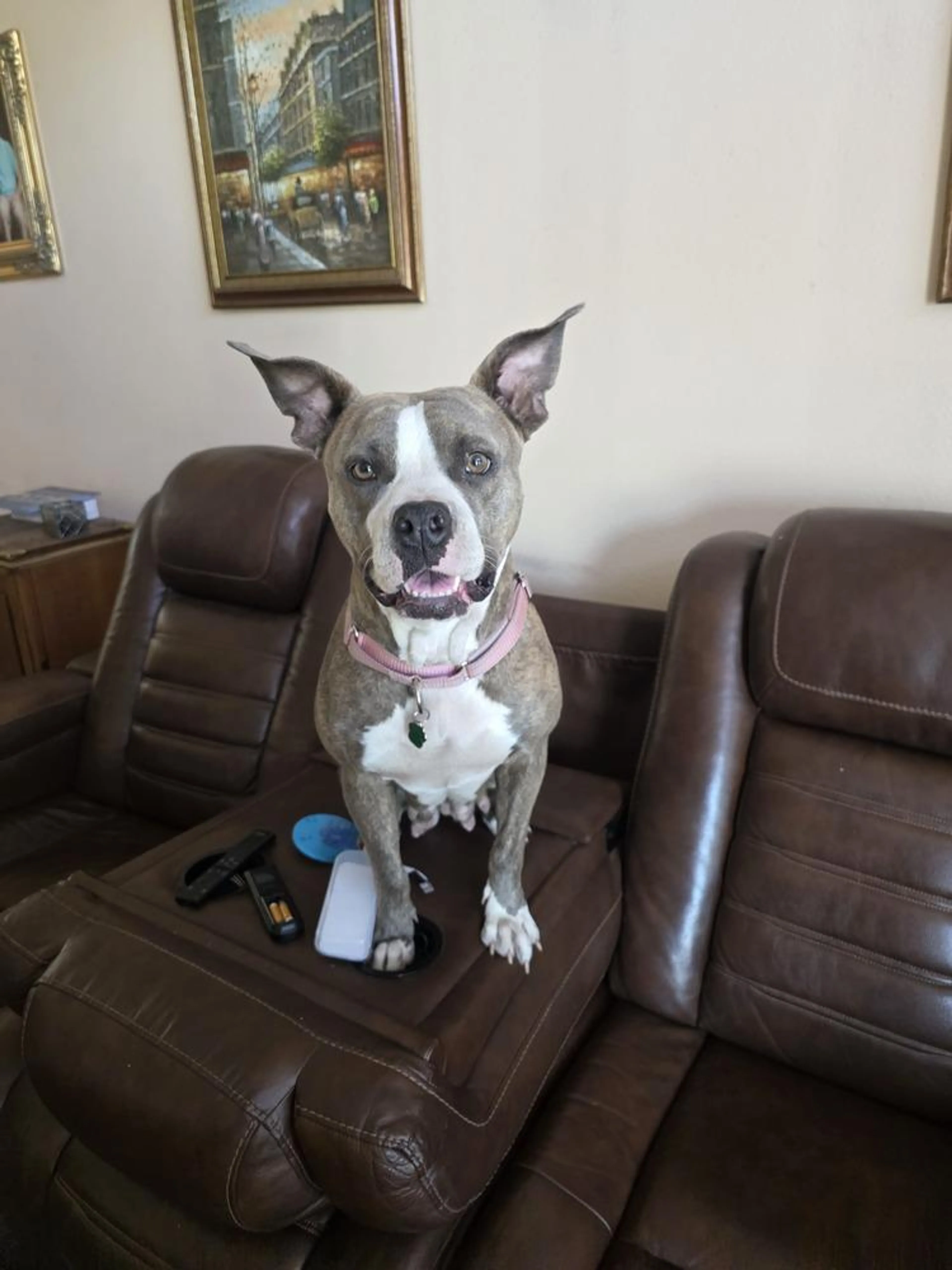Found pet-1