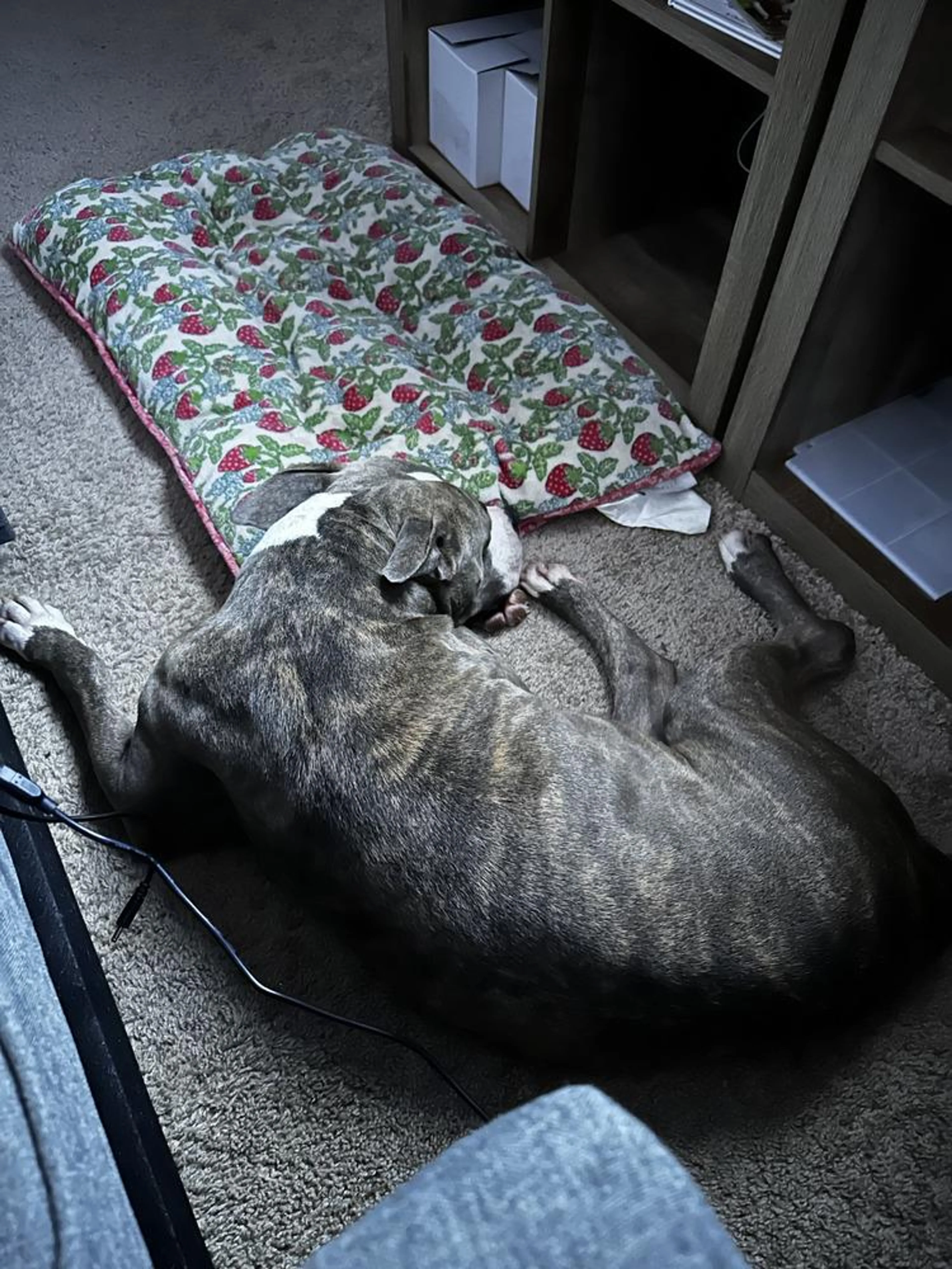 Found pet-3