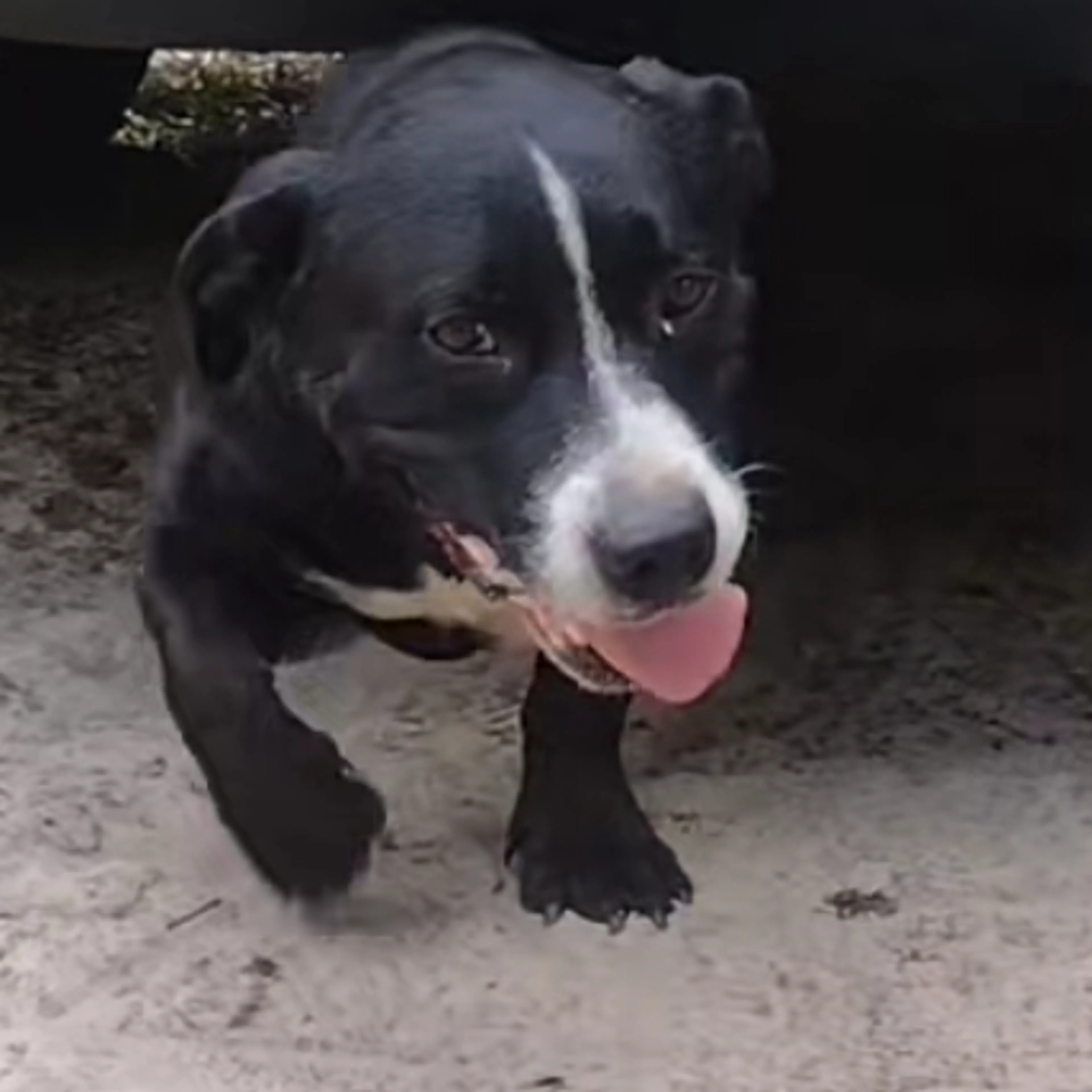 Lost pet-2