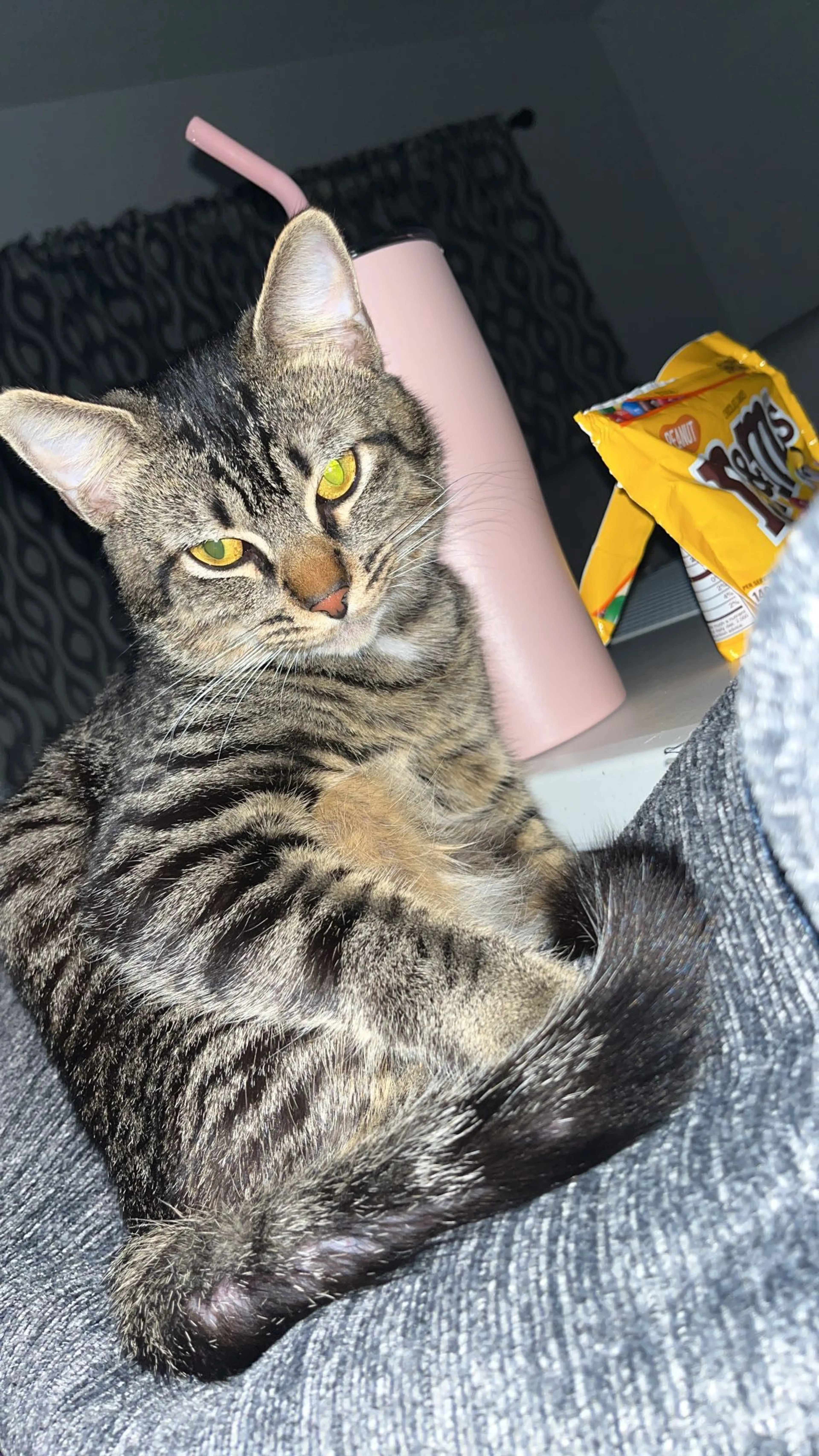 Lost pet-2