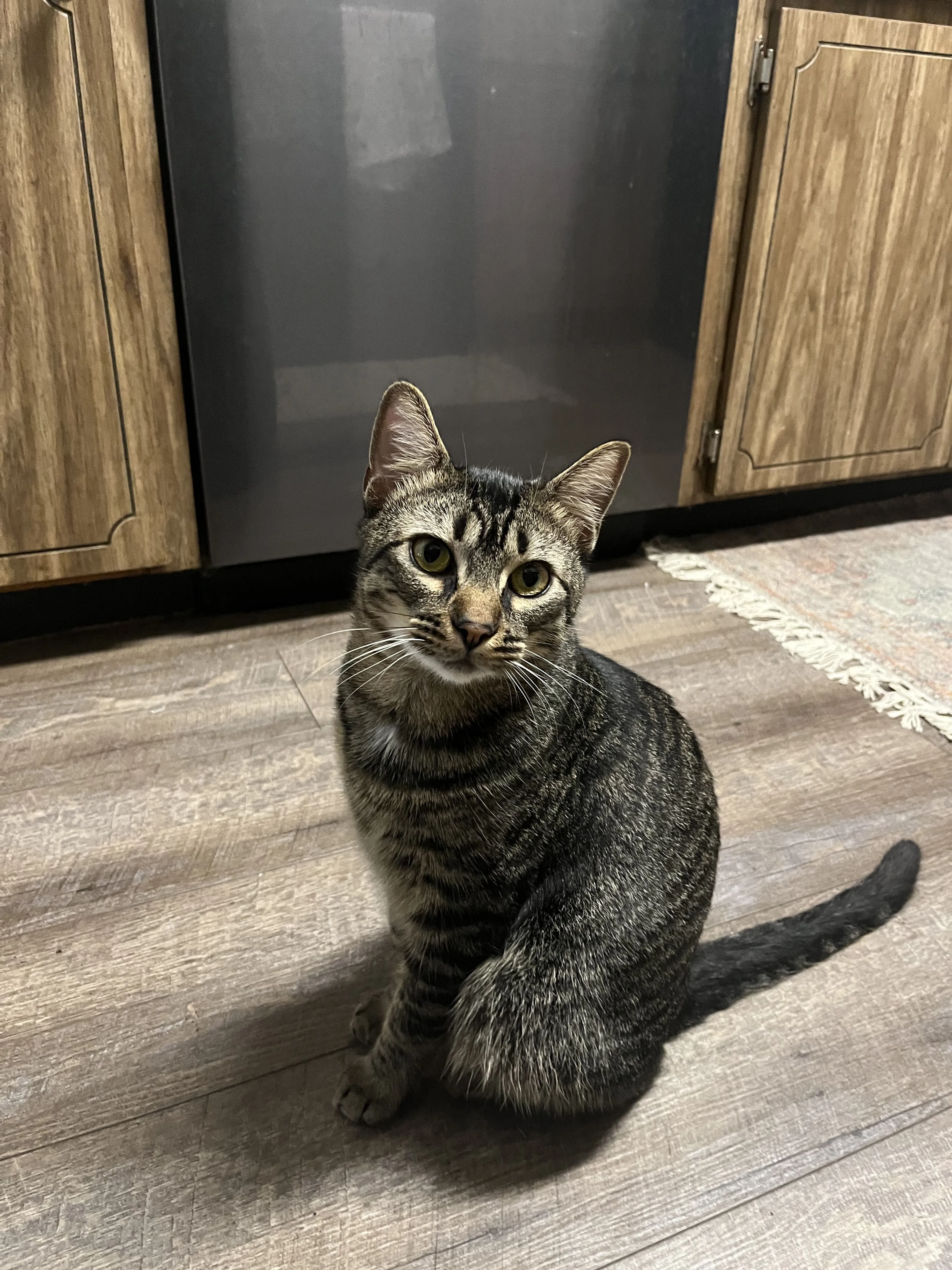 Lost pet-4
