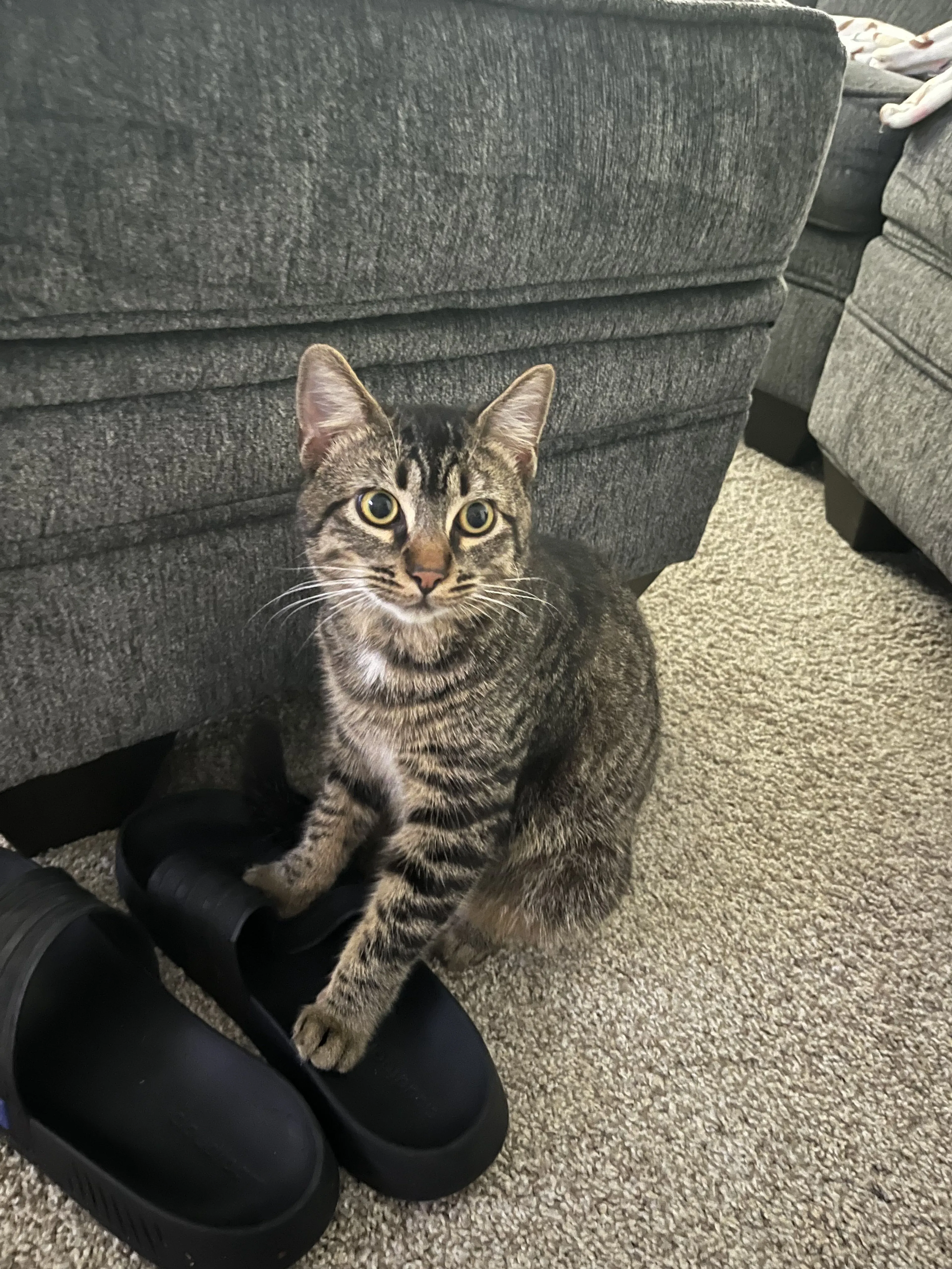 Lost pet-0