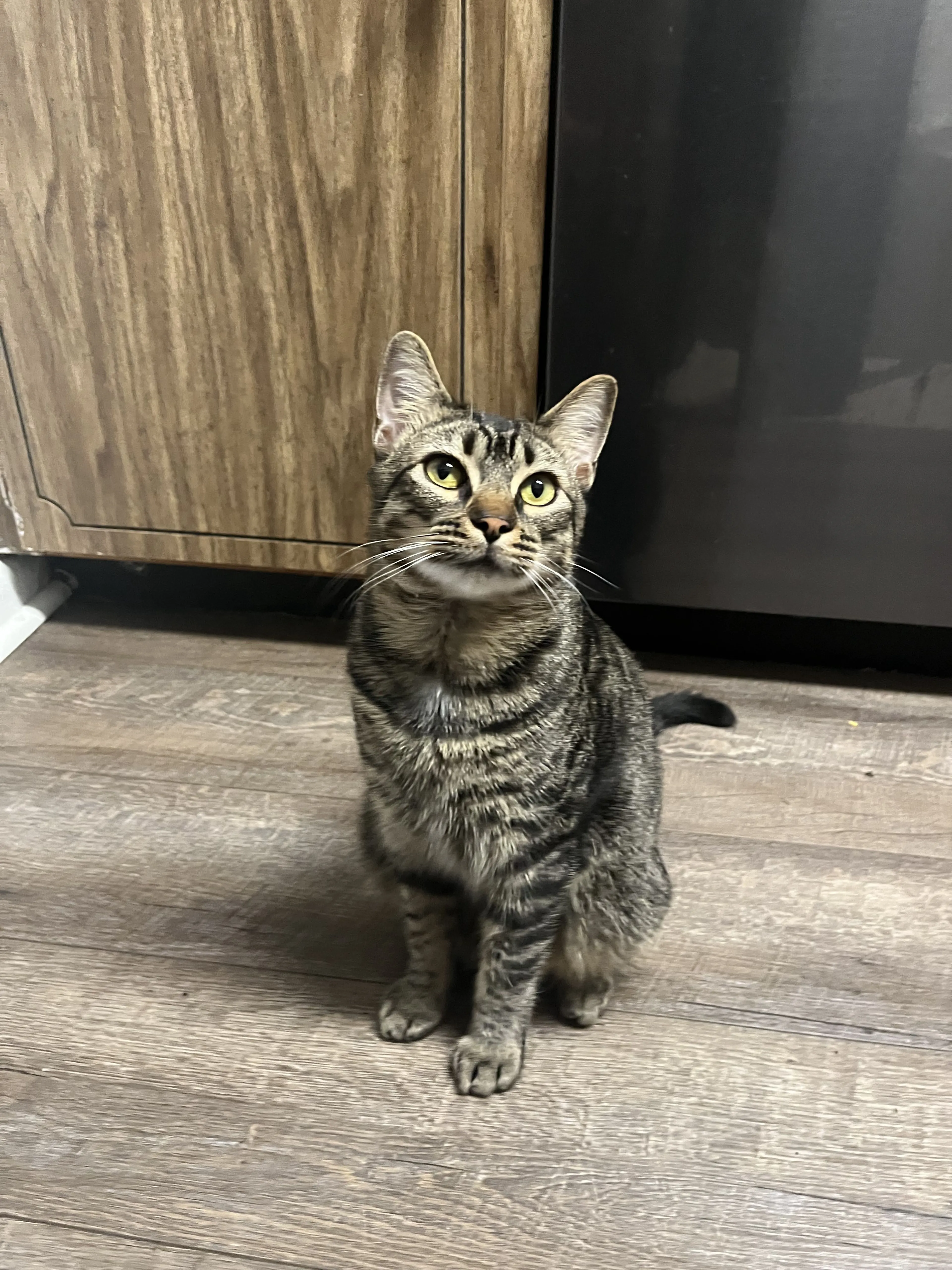 Lost pet-3