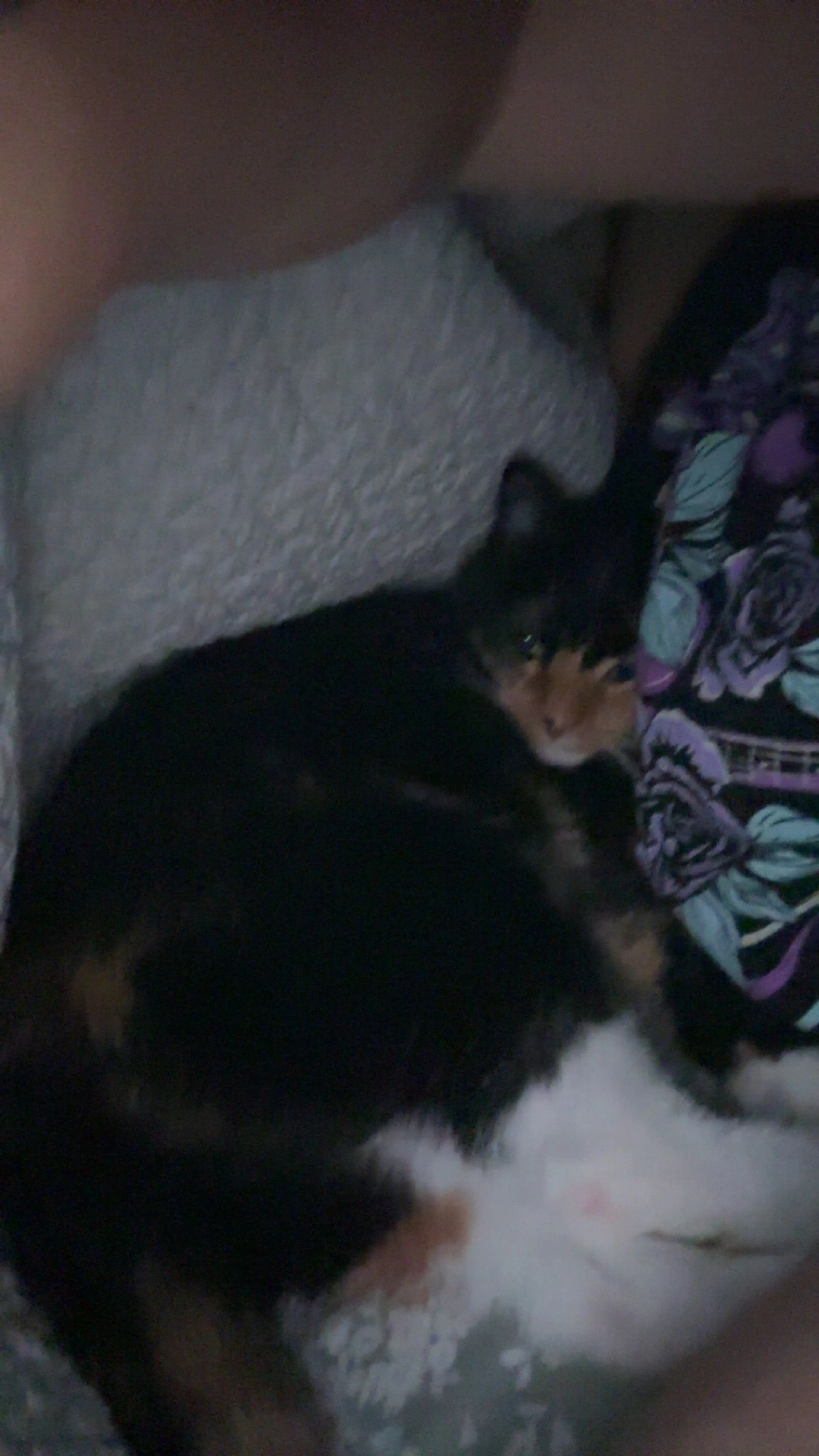 Lost pet-1
