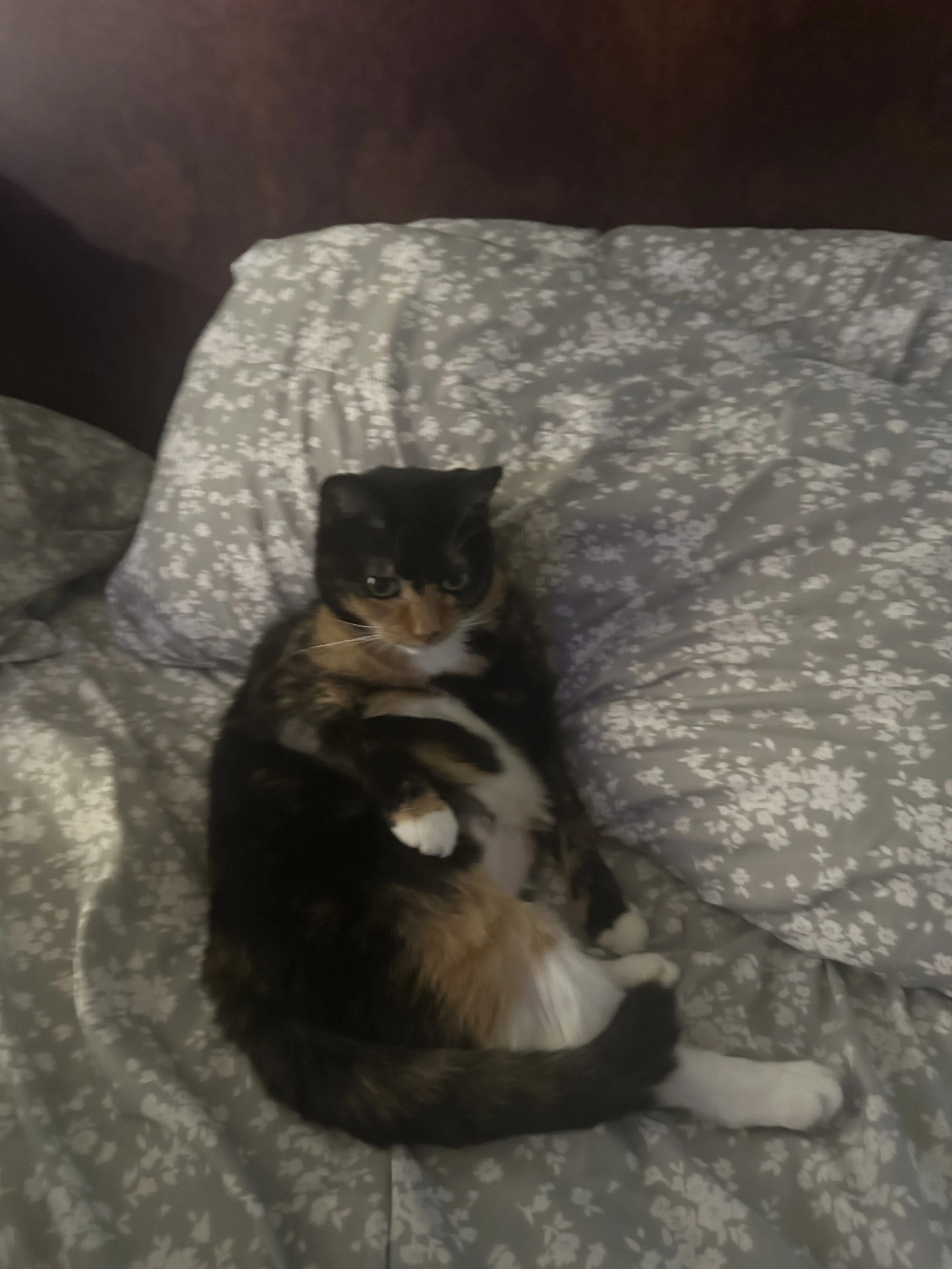 Lost pet-0