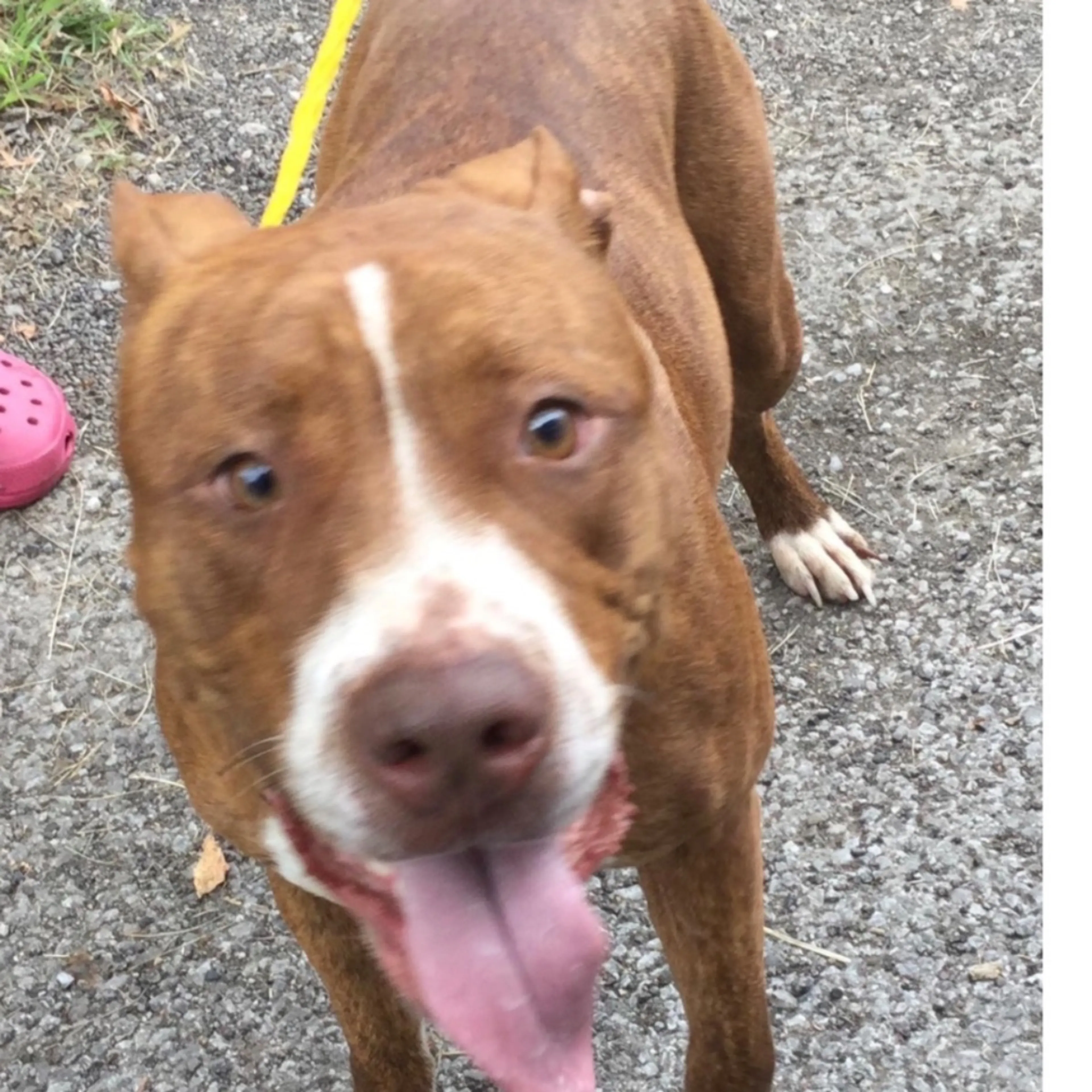 Found pet