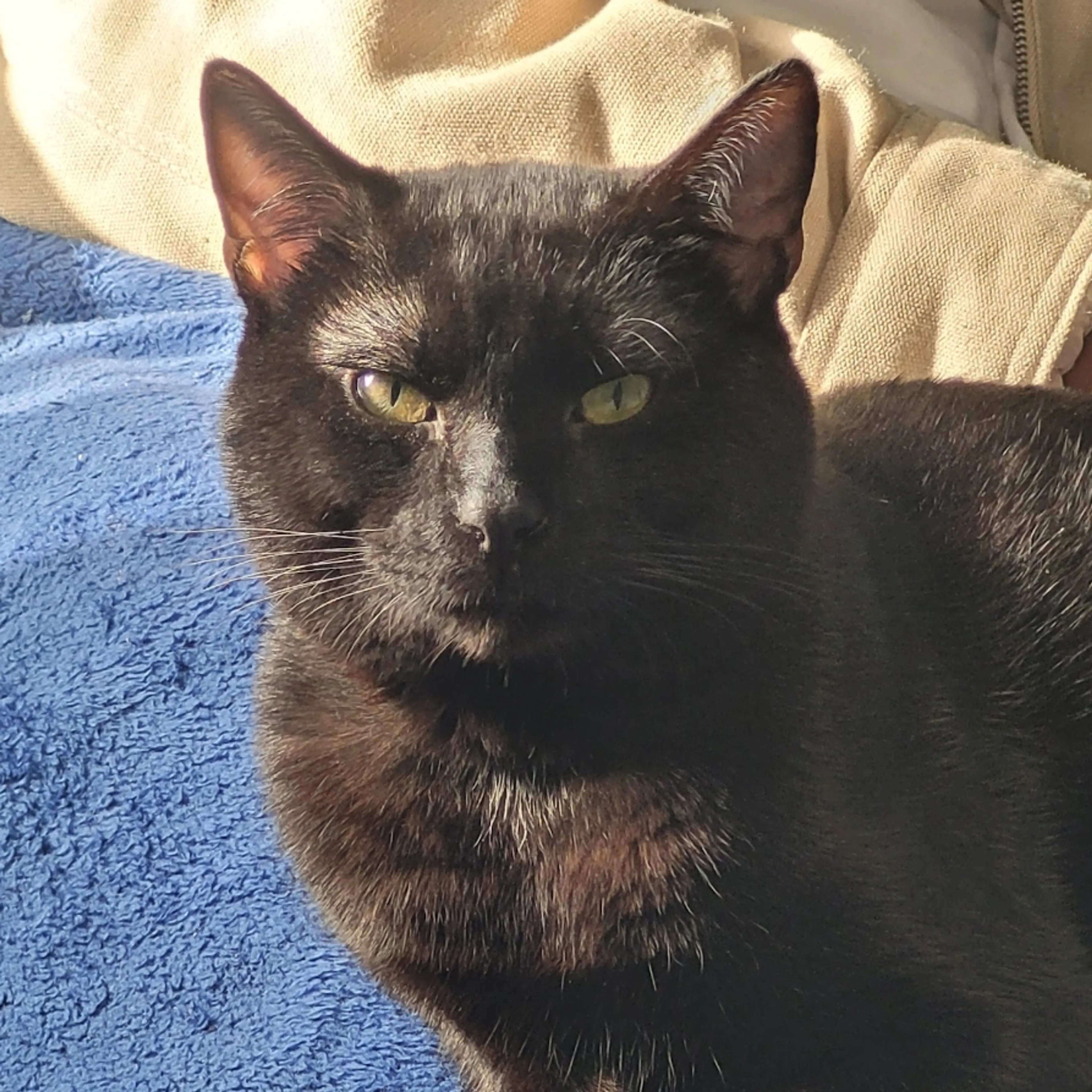 Lost pet-2