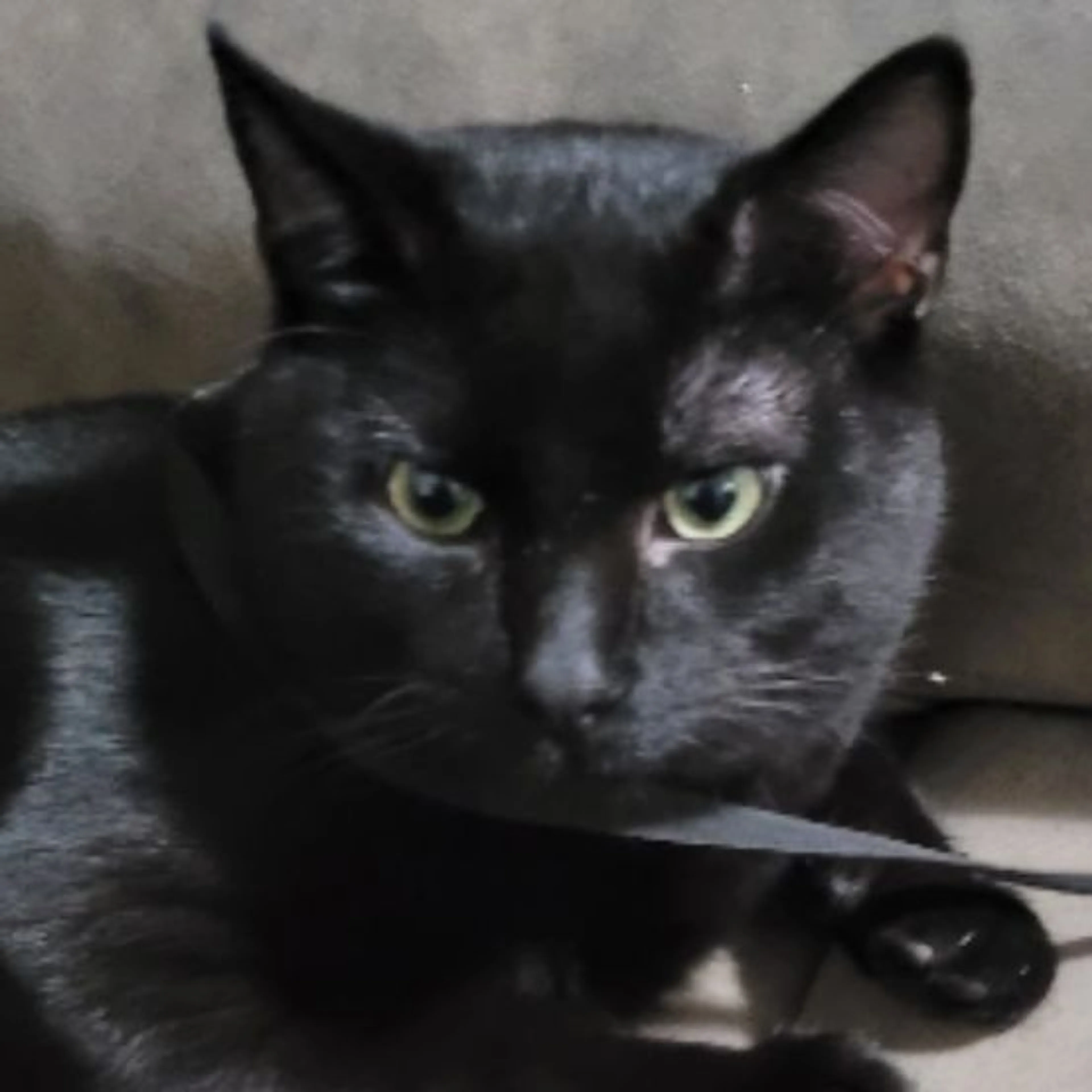 Lost pet-0