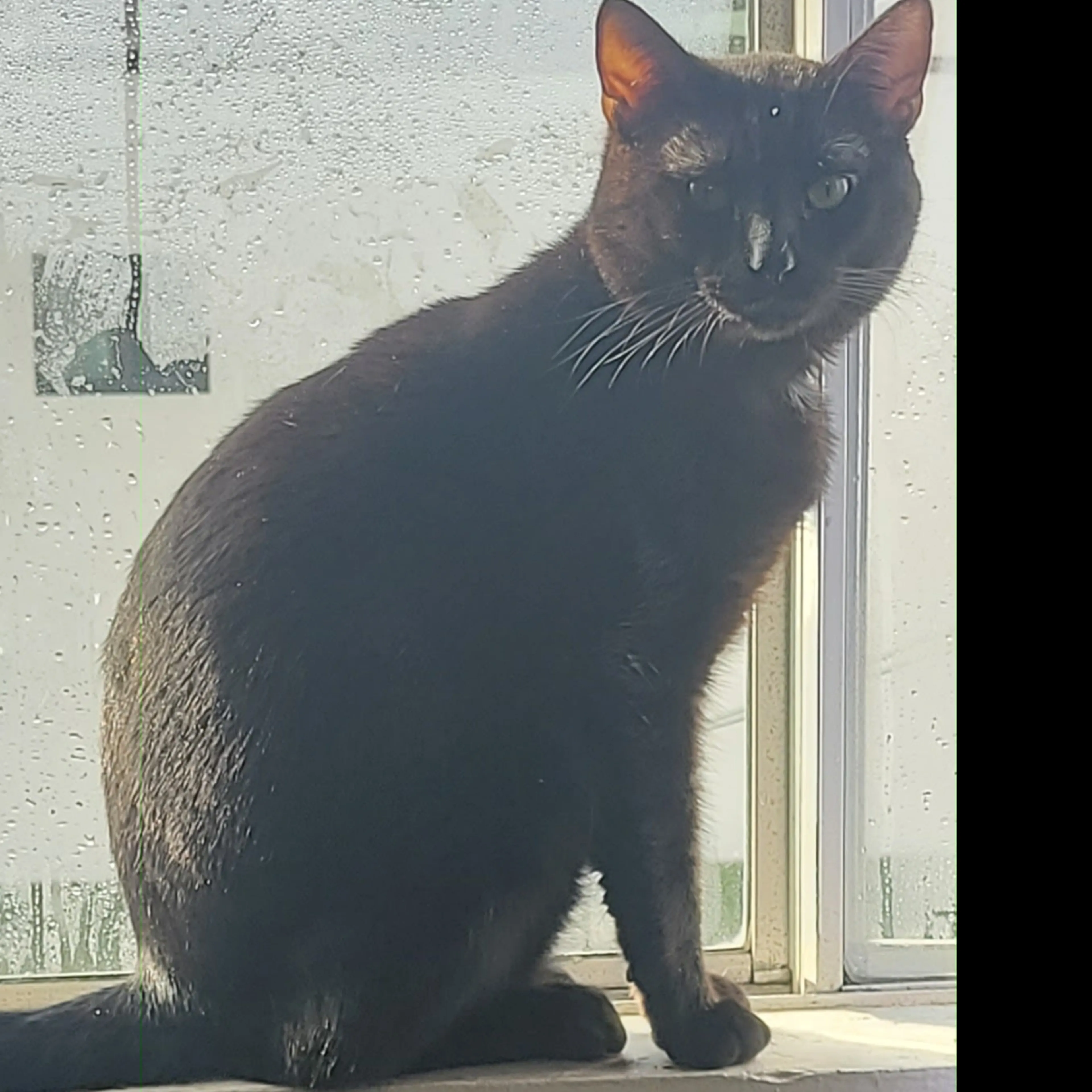 Lost pet-1