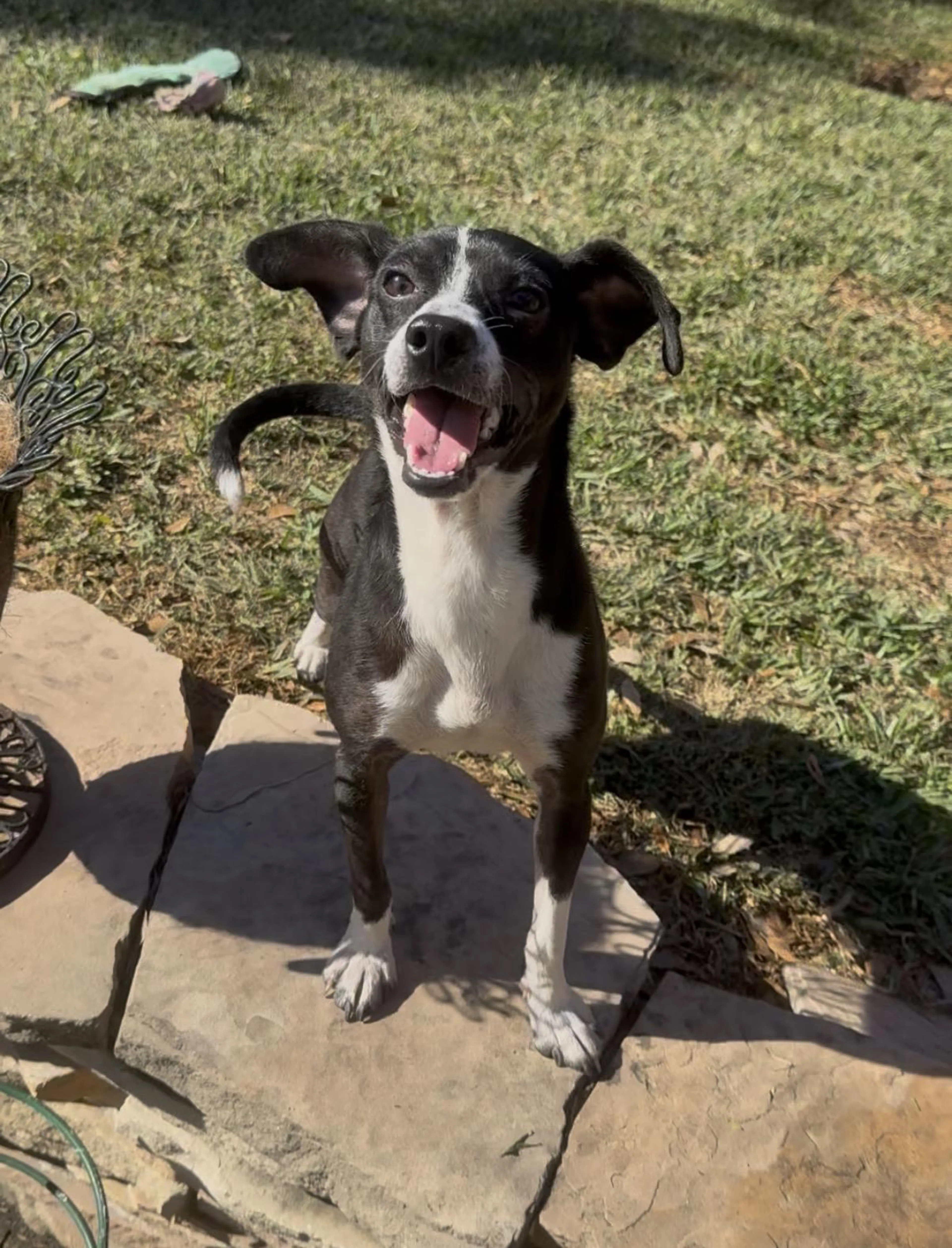 Found pet-3