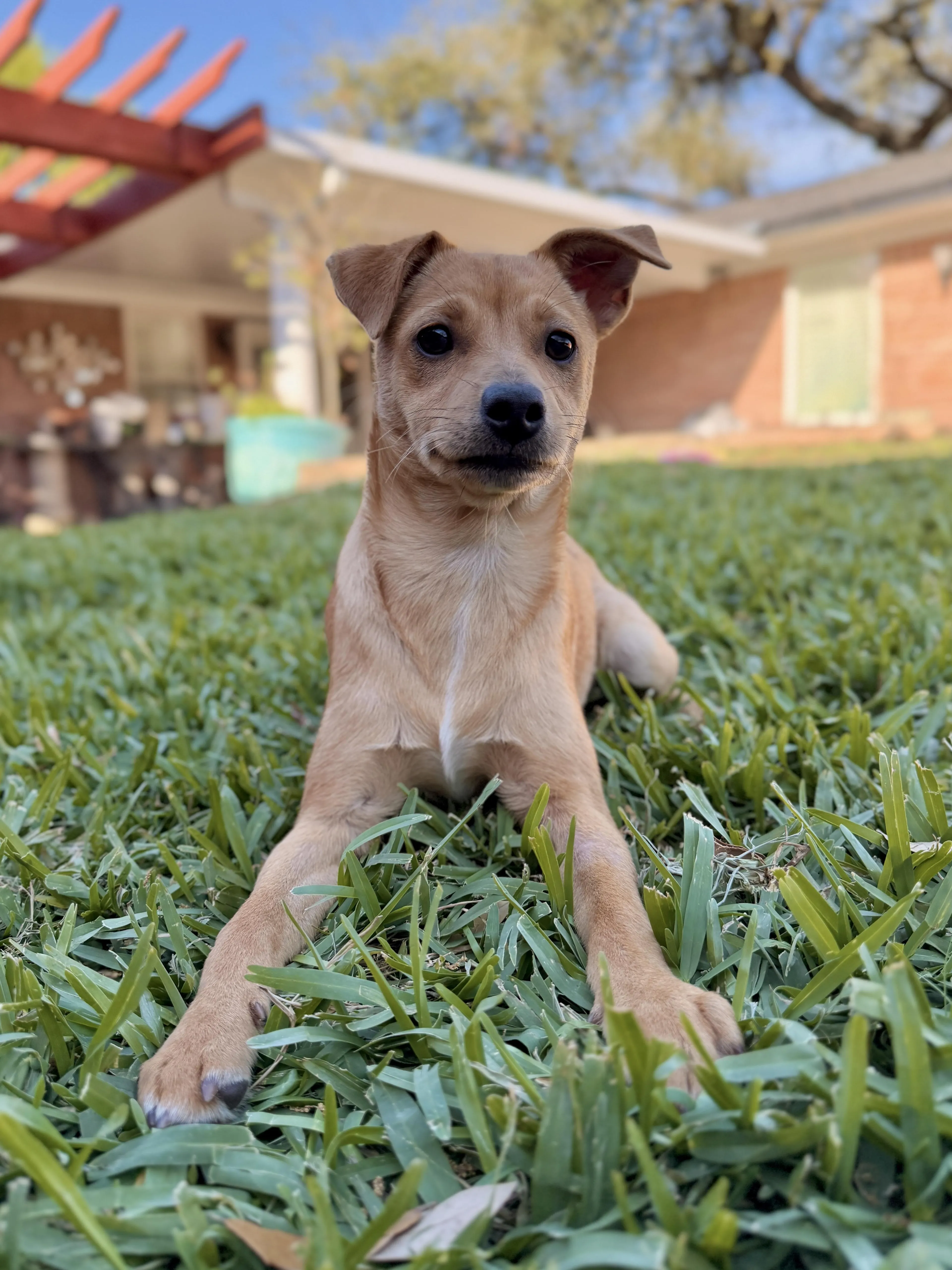 Found pet-3