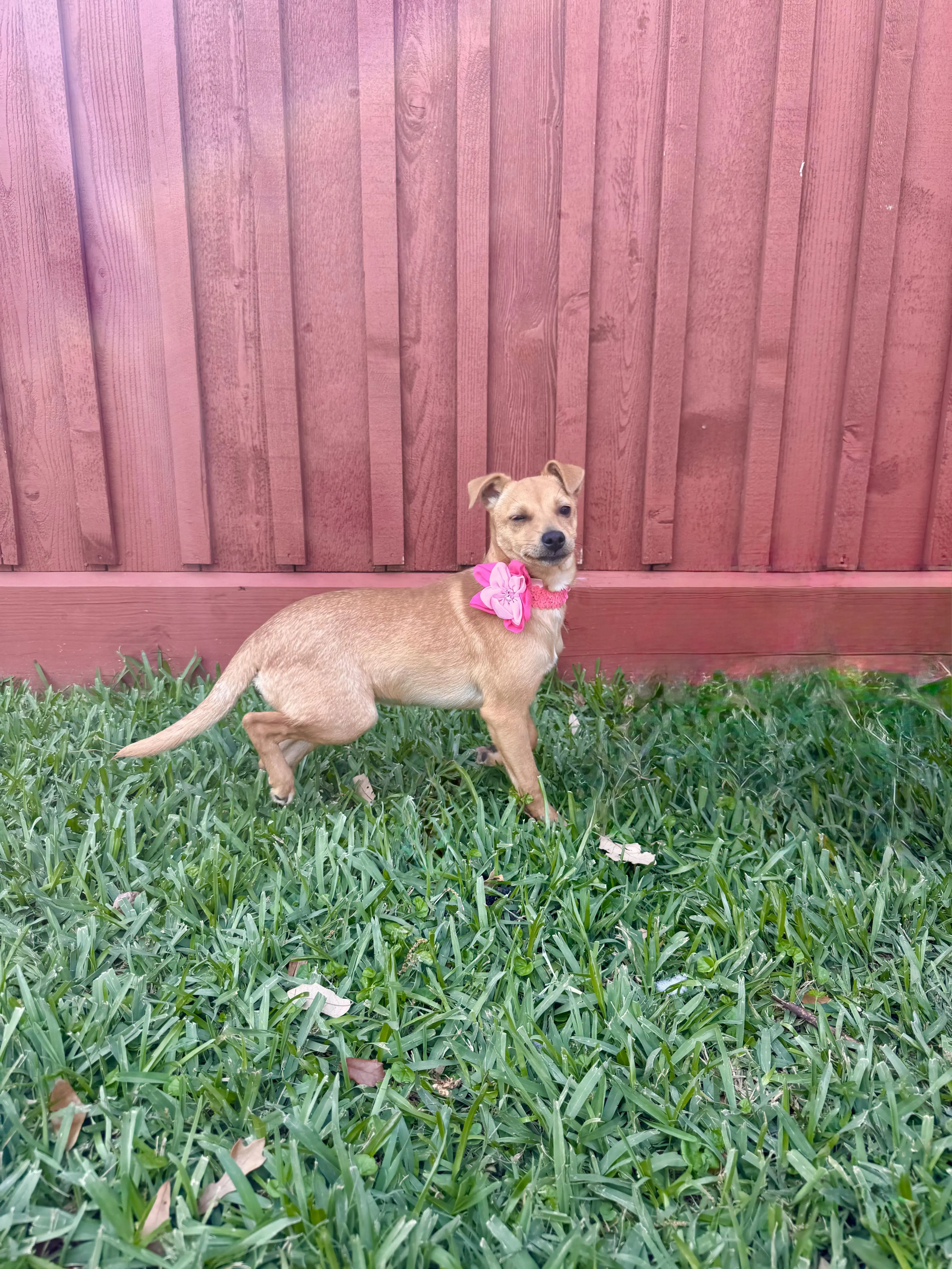 Found pet-0