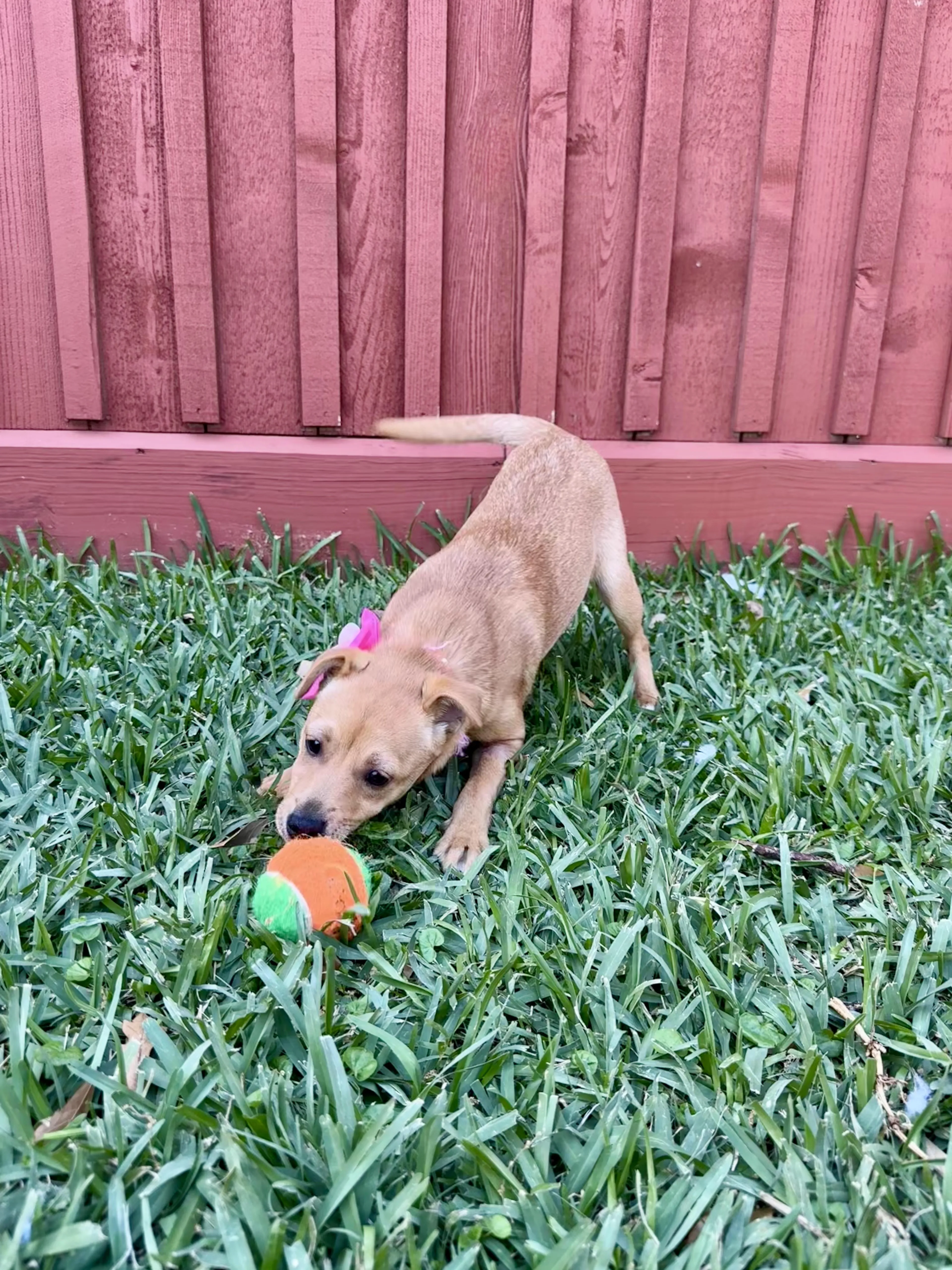 Found pet-2