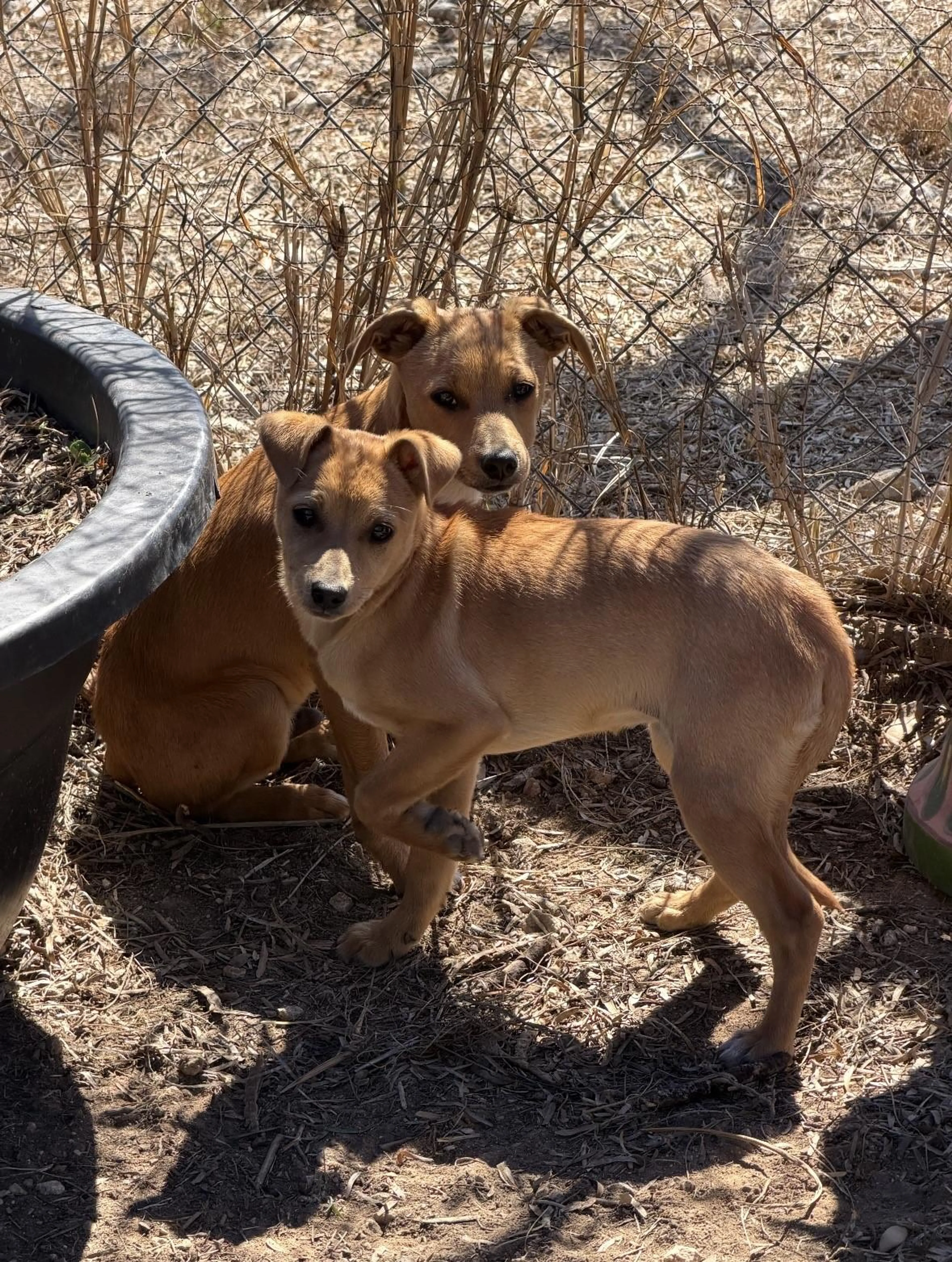 Found pet-1