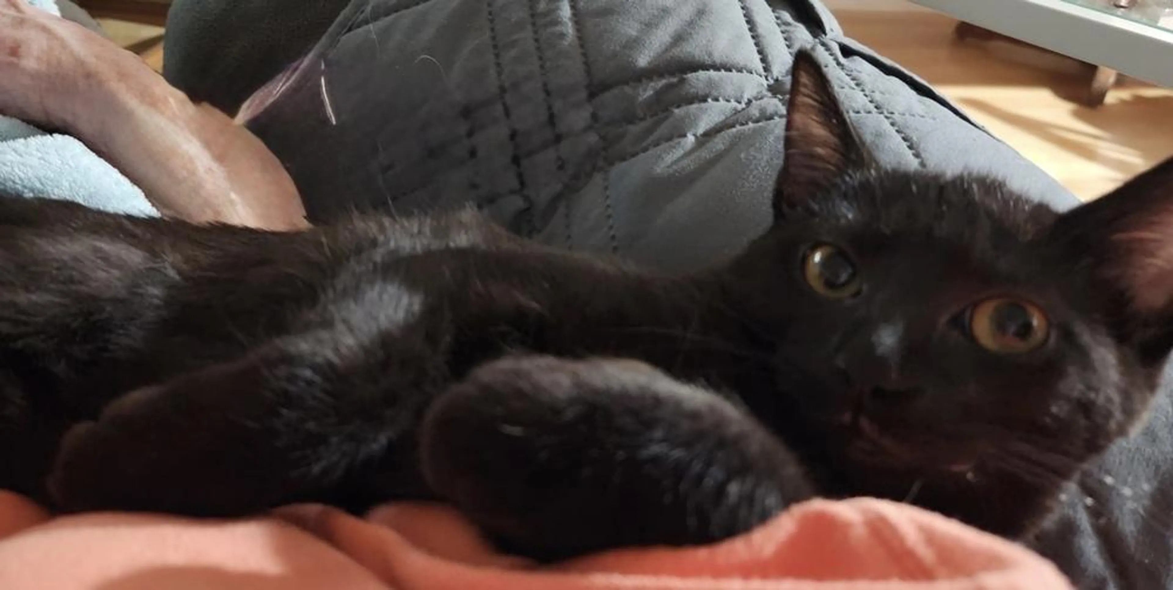 Found pet-0