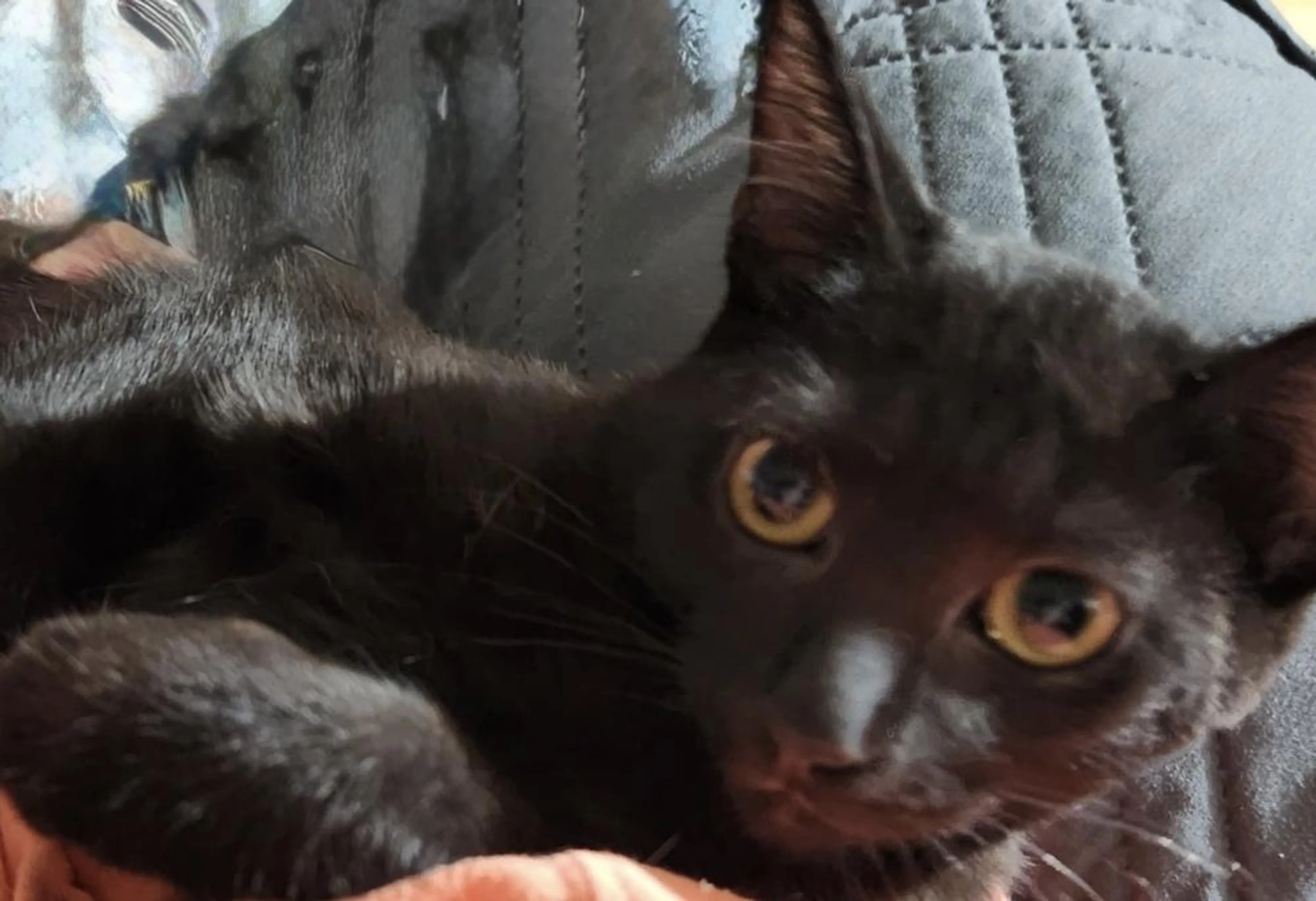 Found pet-3
