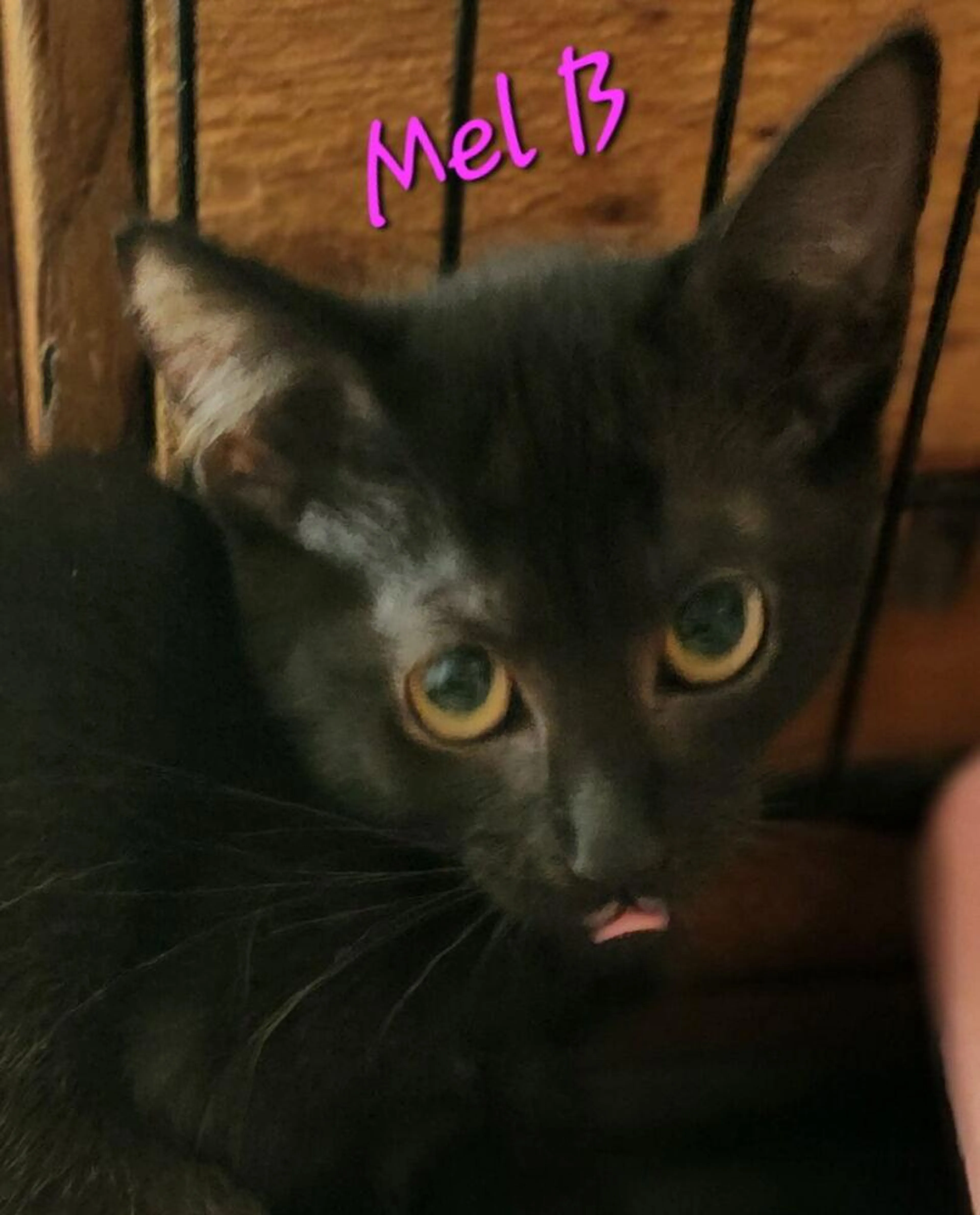 Found pet-1