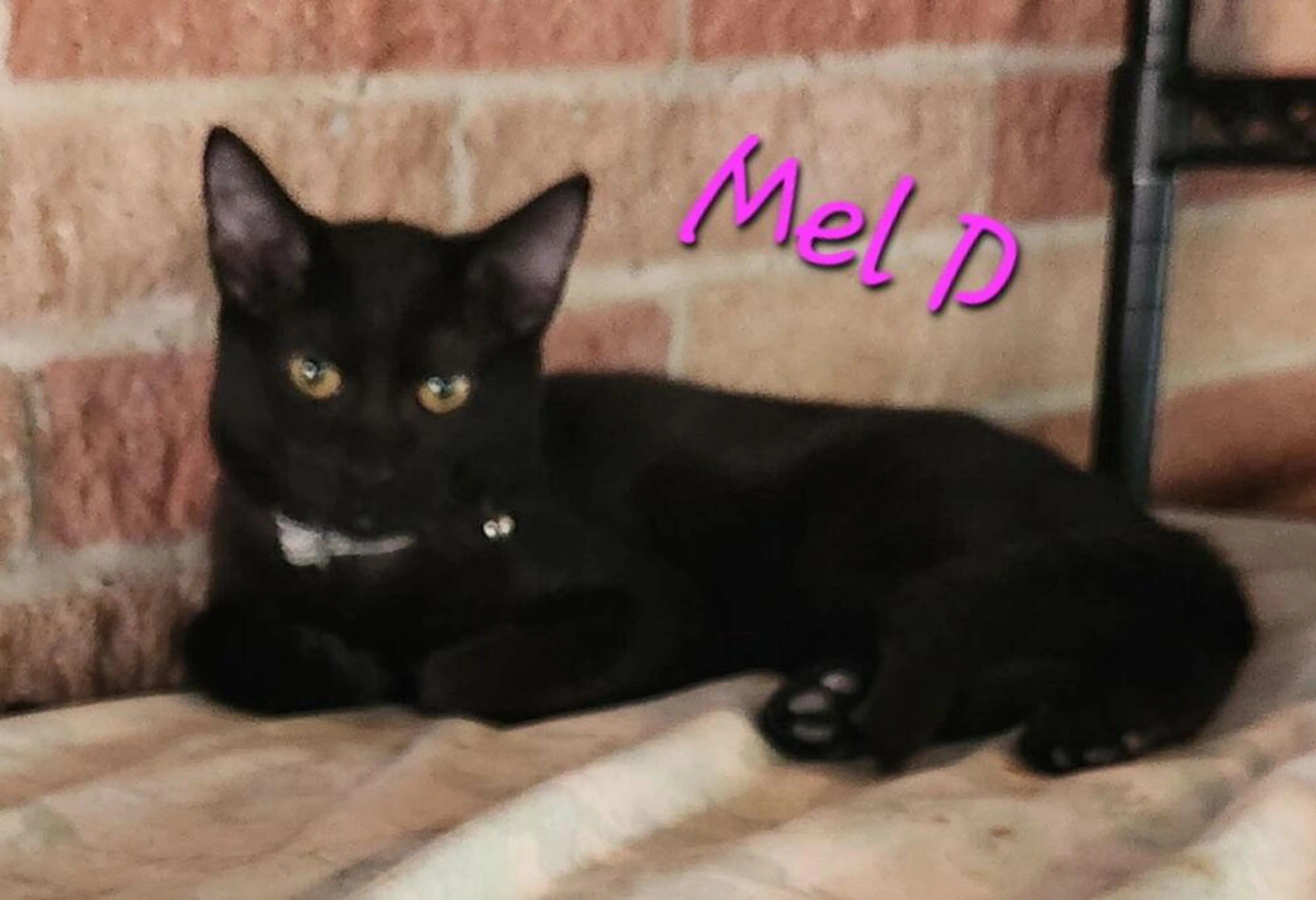 Found pet-2