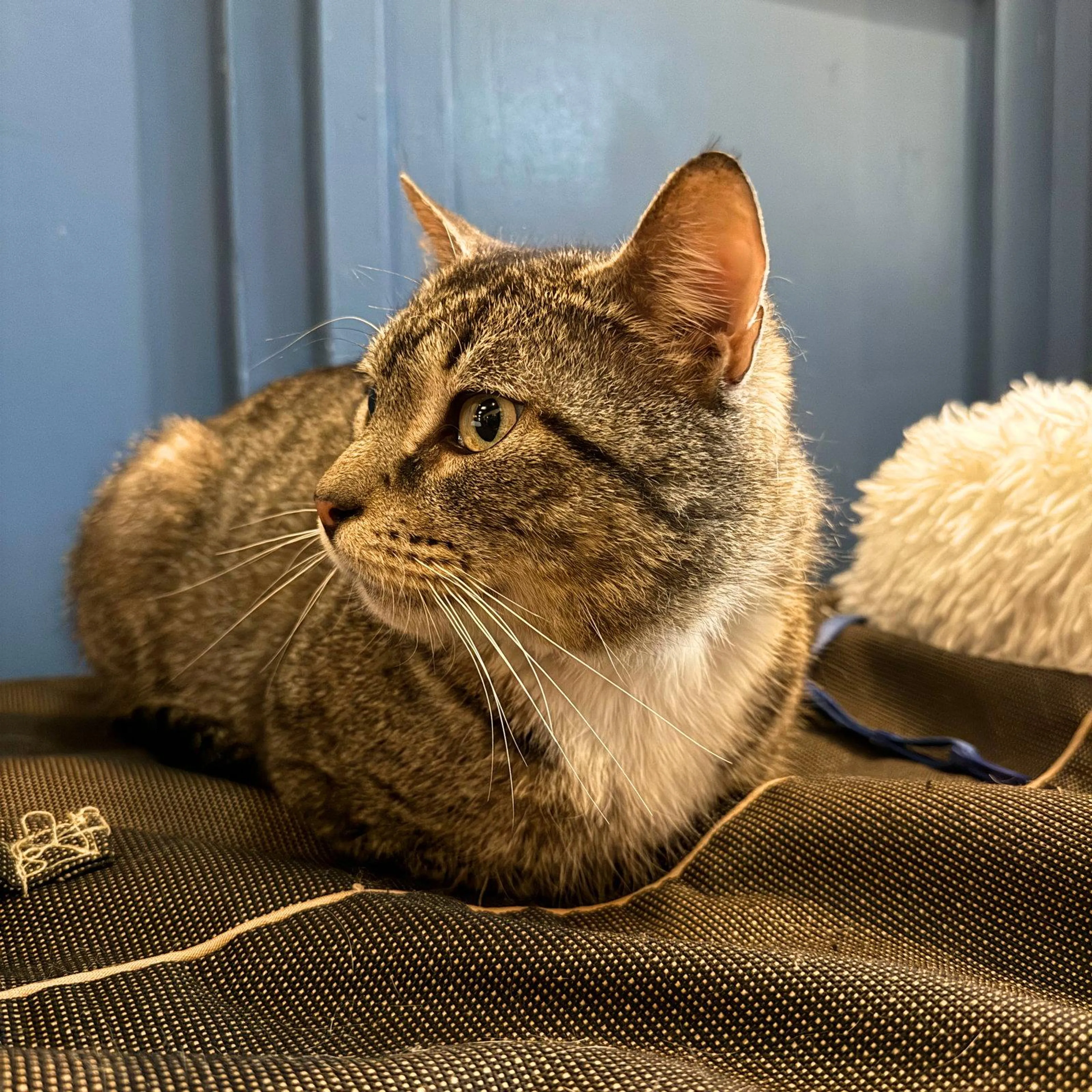 Found pet-1
