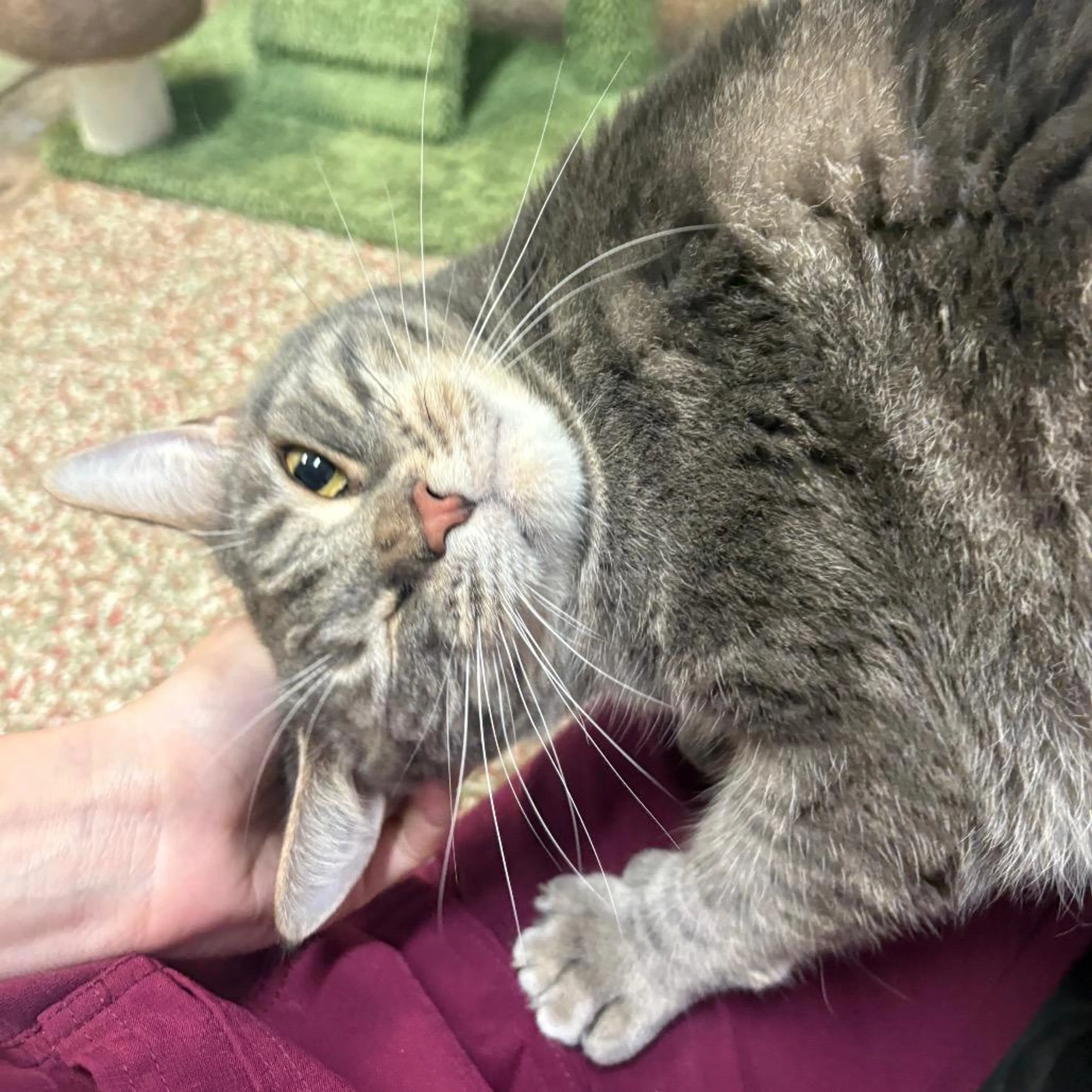 Found pet-3