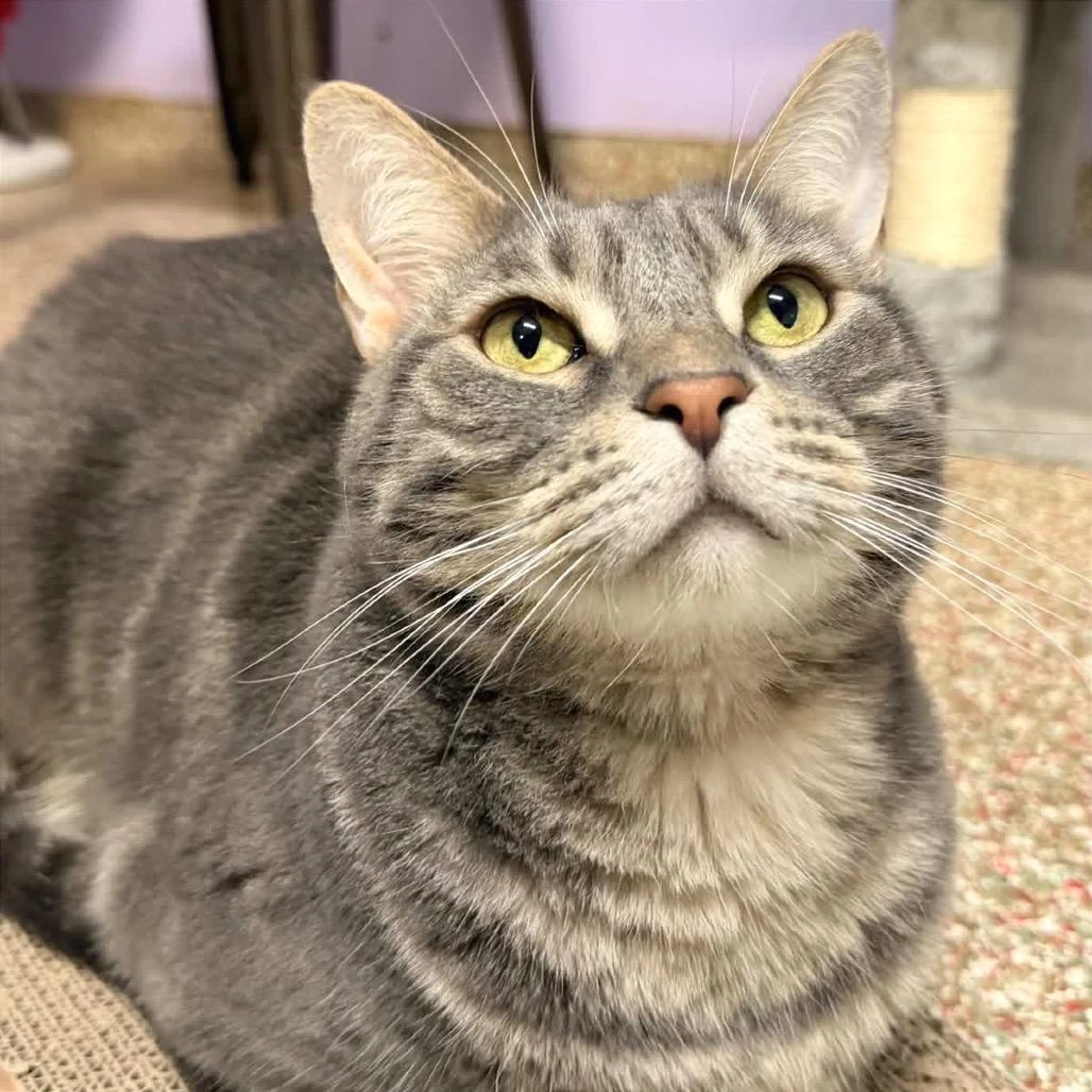 Found pet-5
