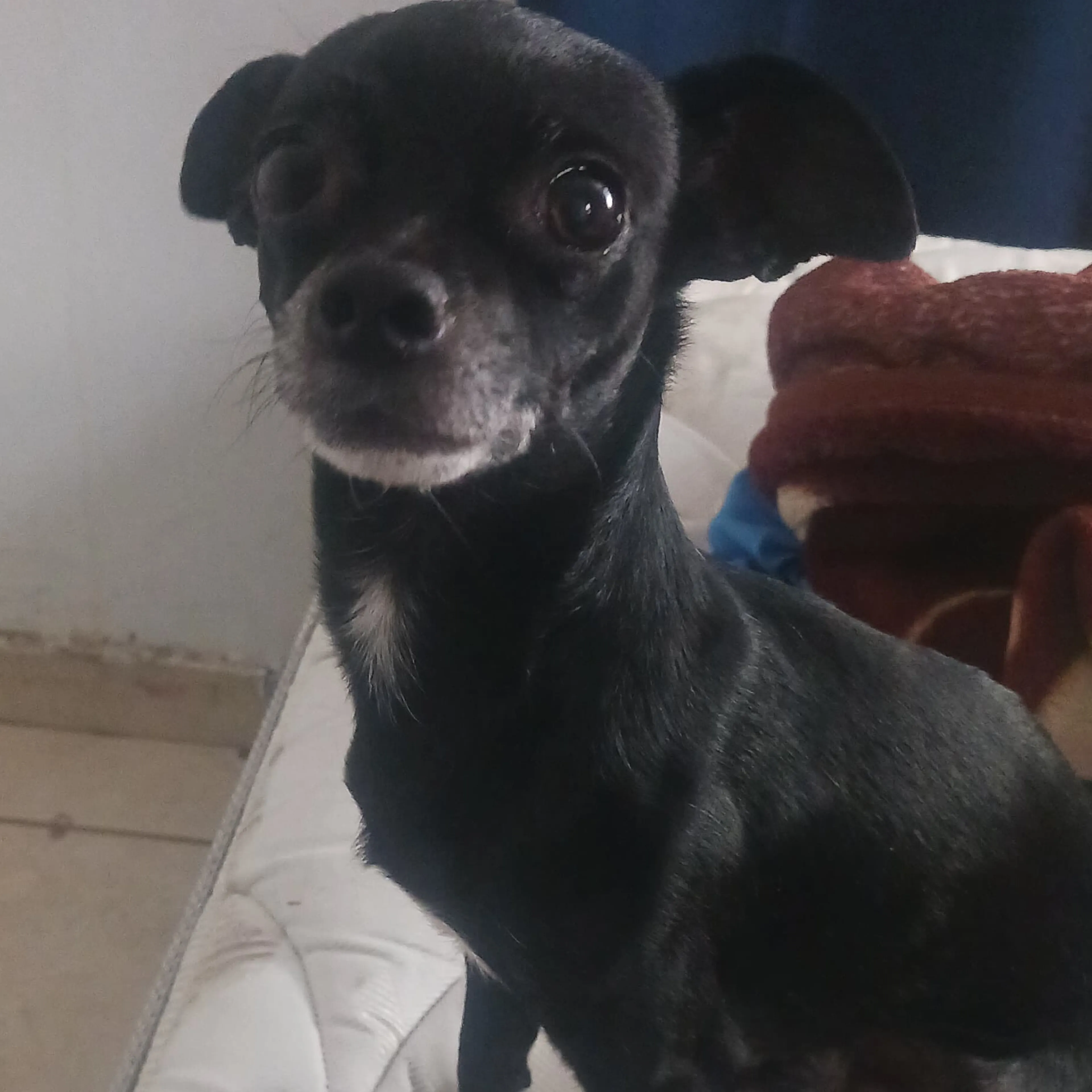 Lost pet-3