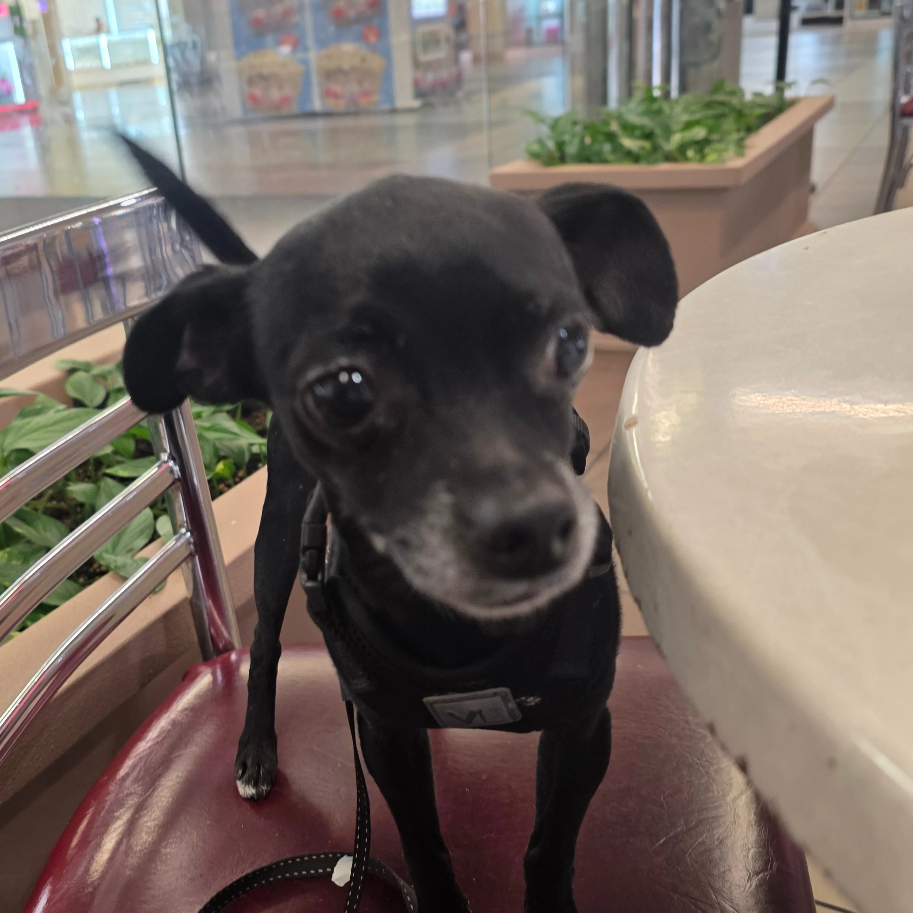Lost pet-2
