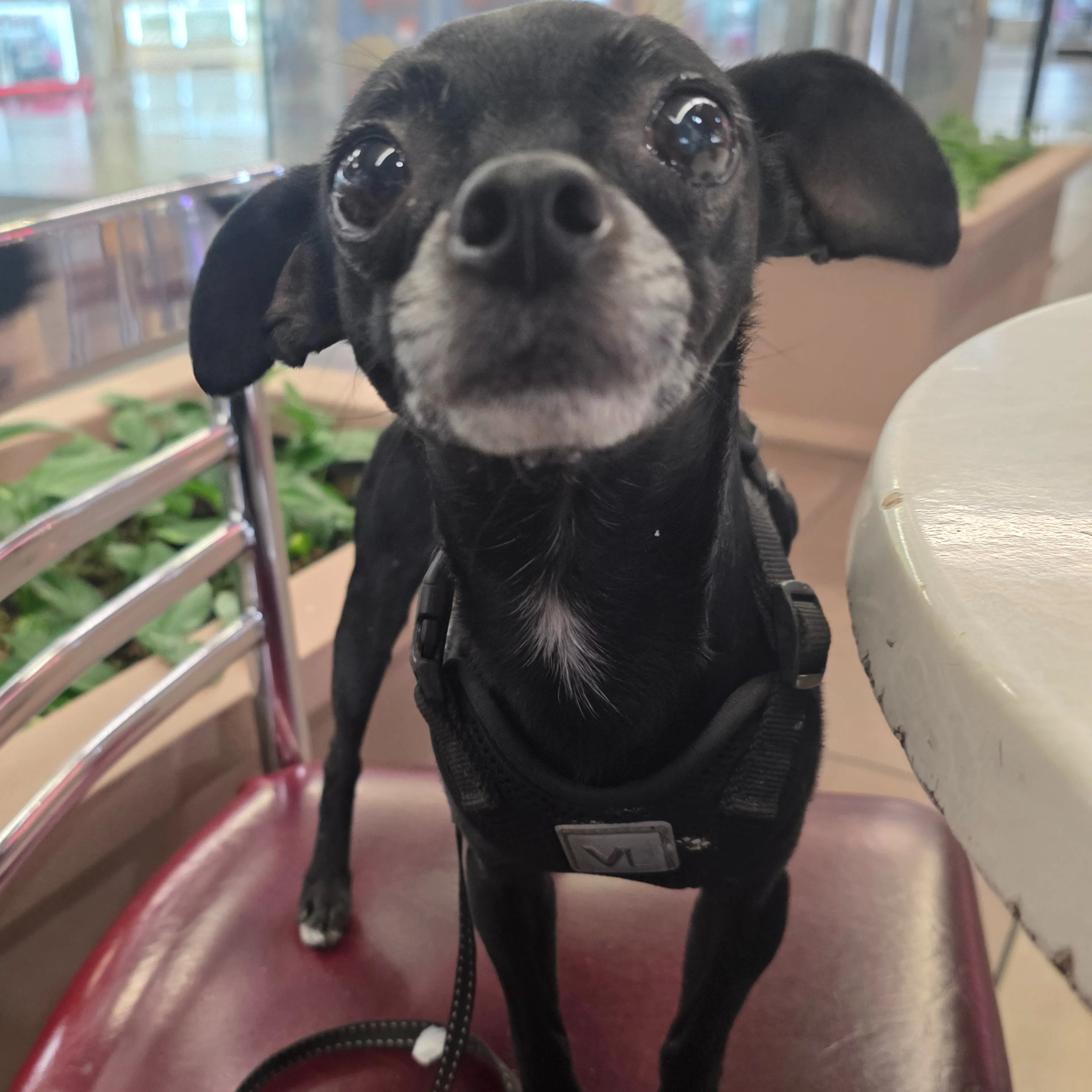 Lost pet-1