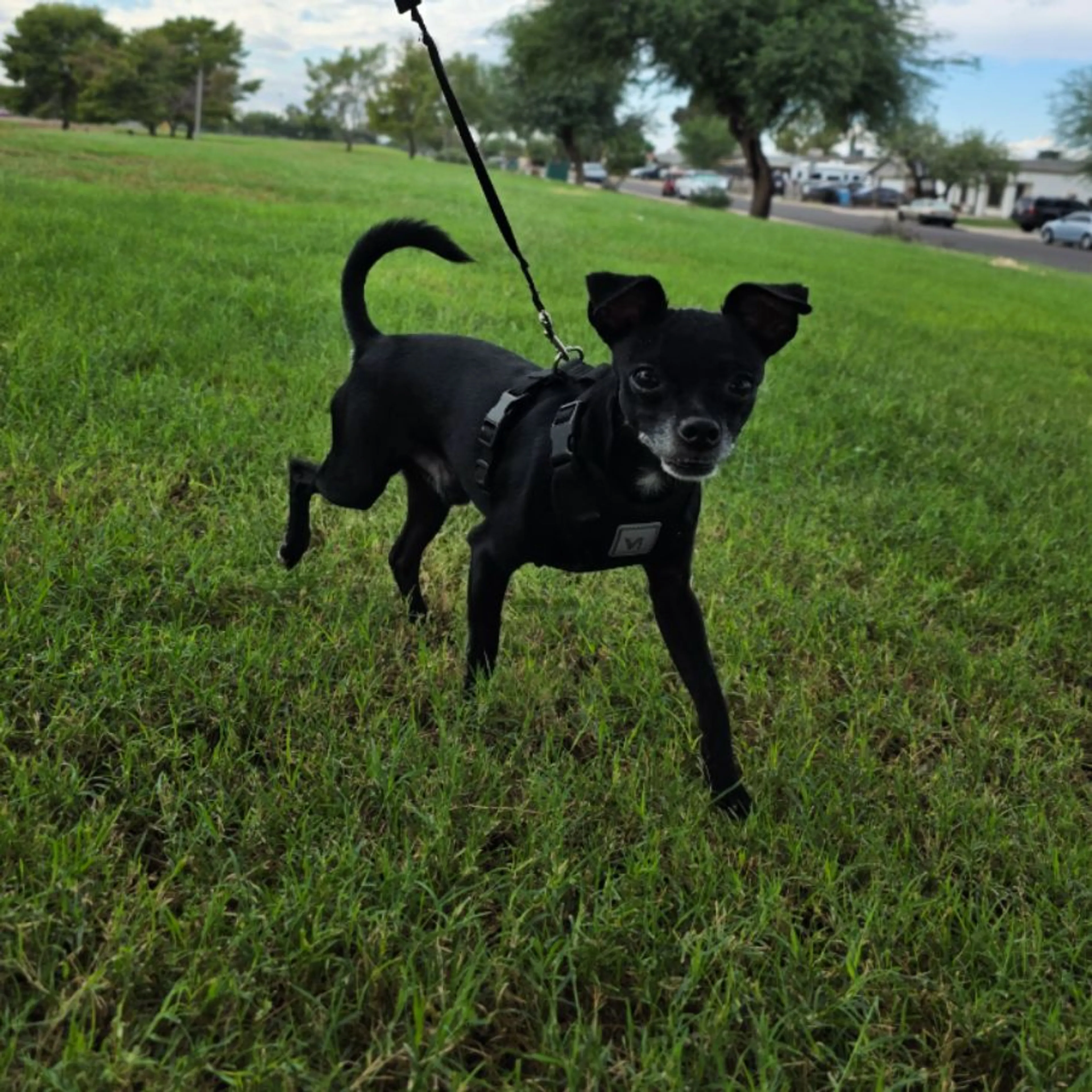 Lost pet-0
