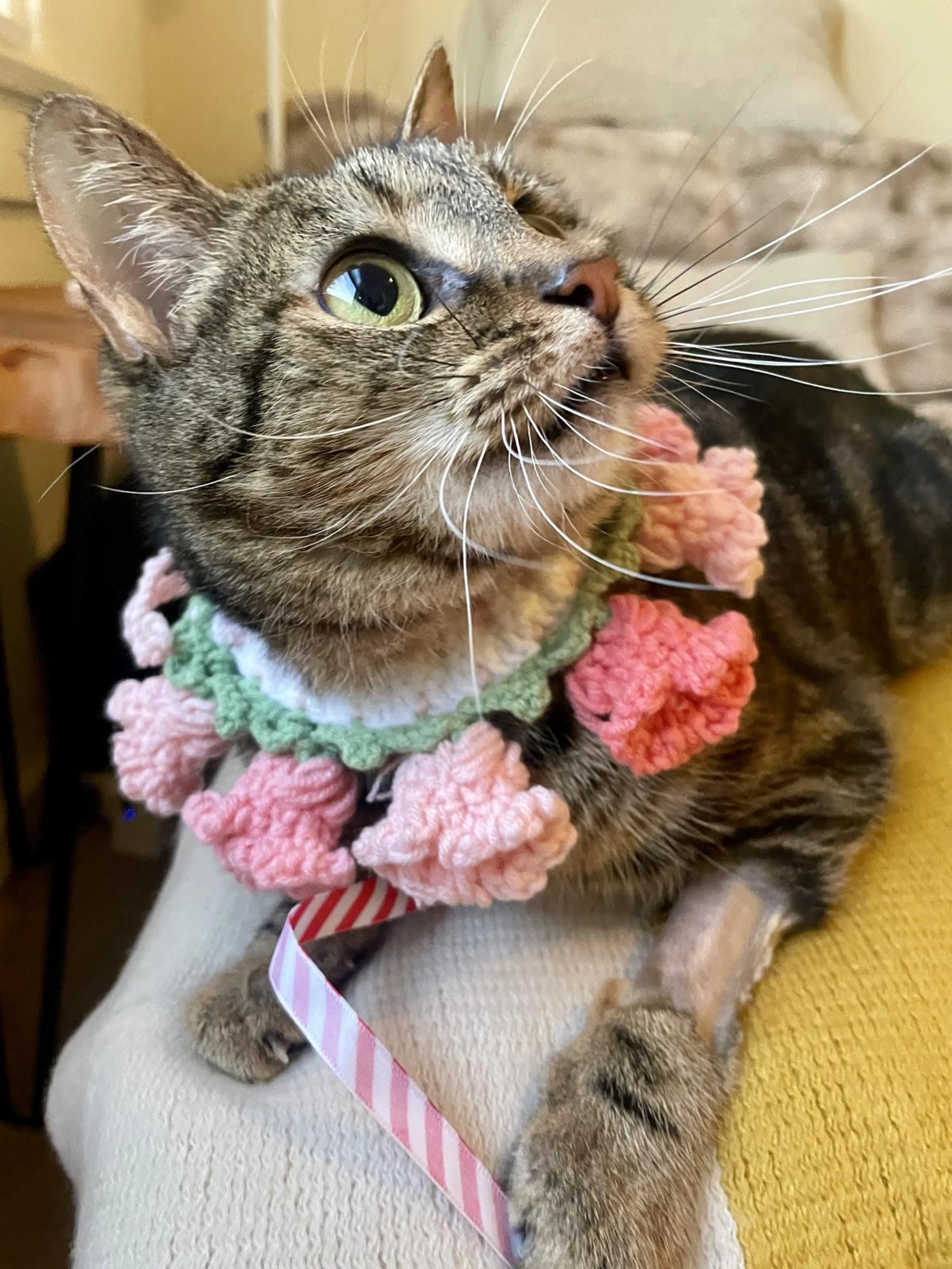 Found pet-2