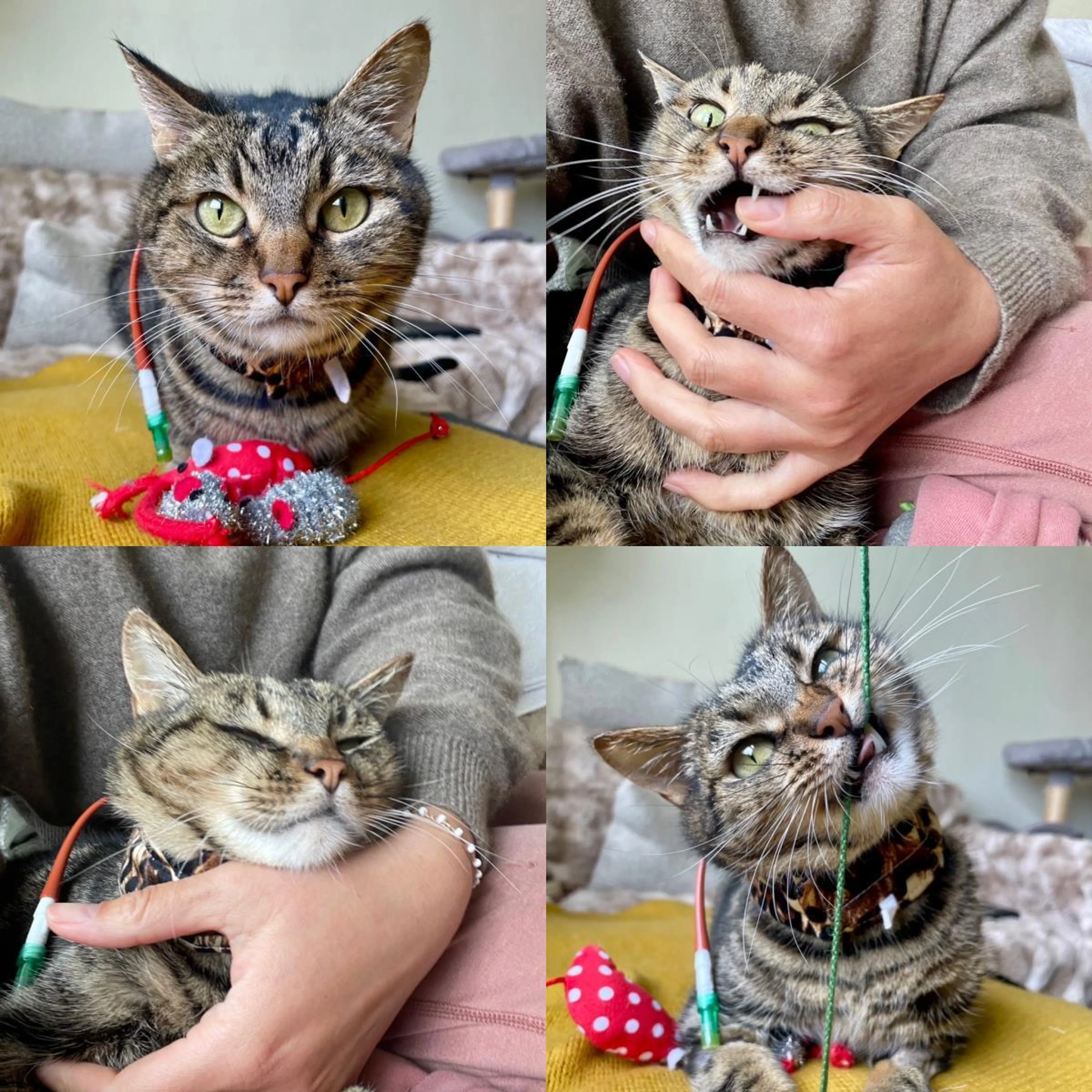 Found pet-1