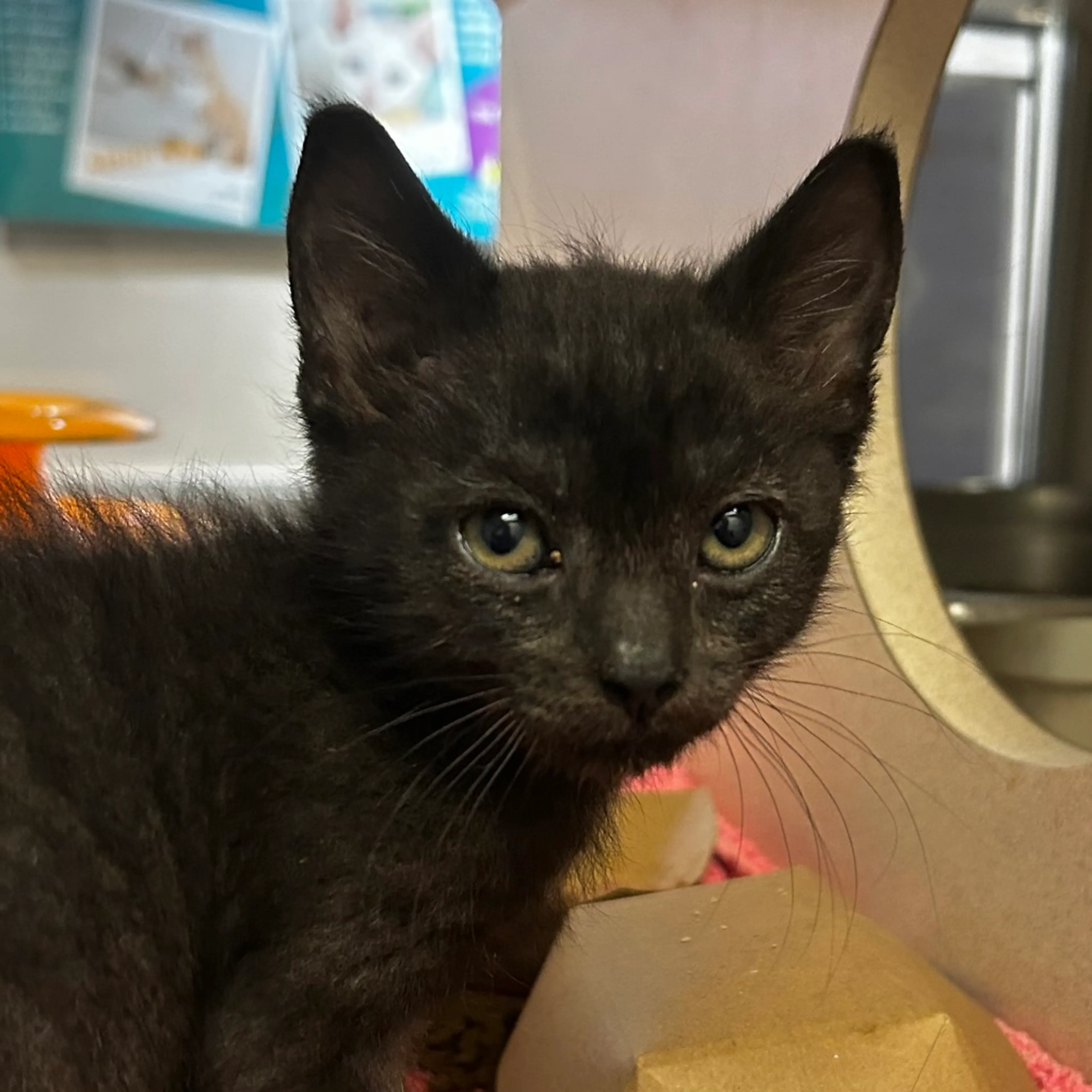 Found pet