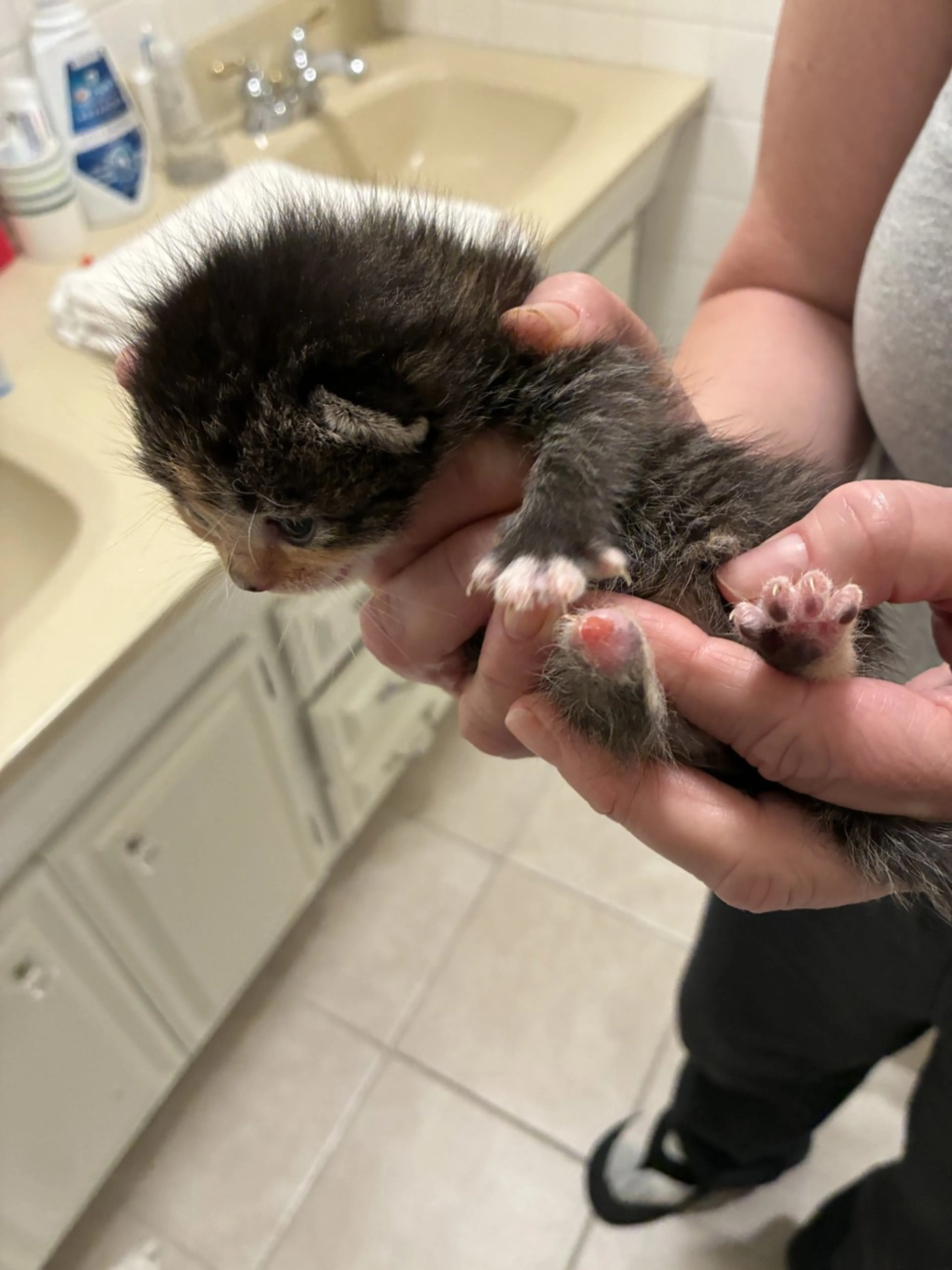 Found pet-1